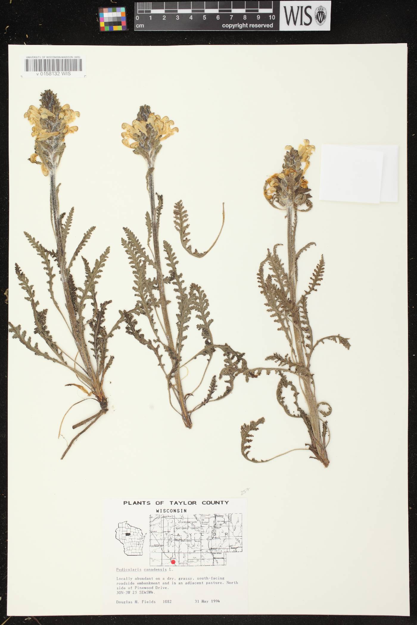 Pedicularis canadensis subsp. canadensis image