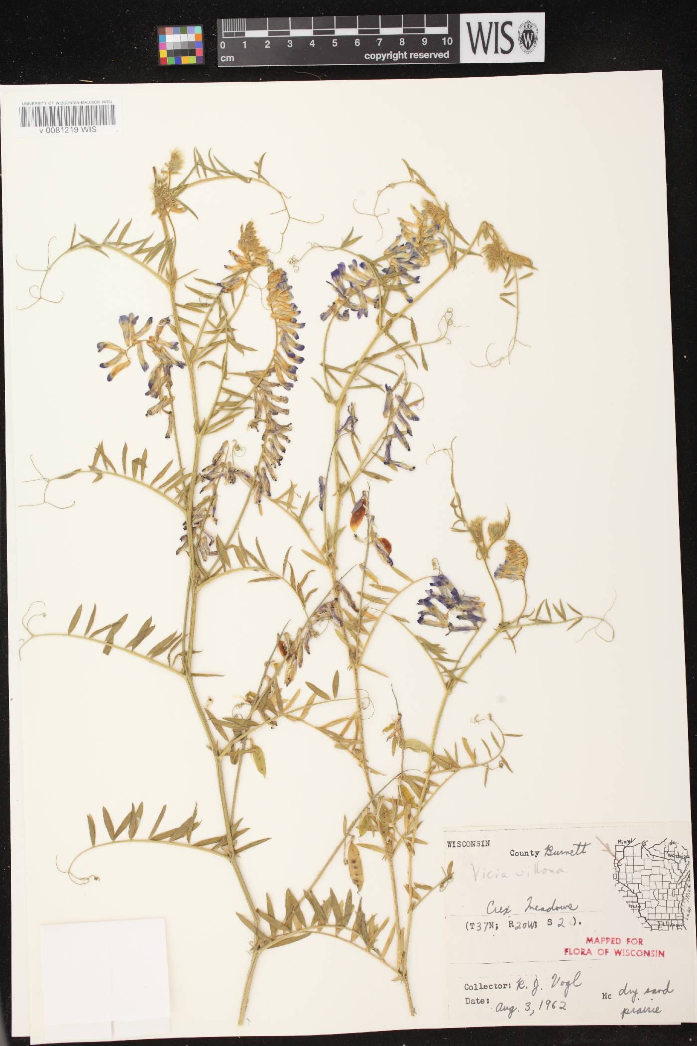 Vicia villosa image