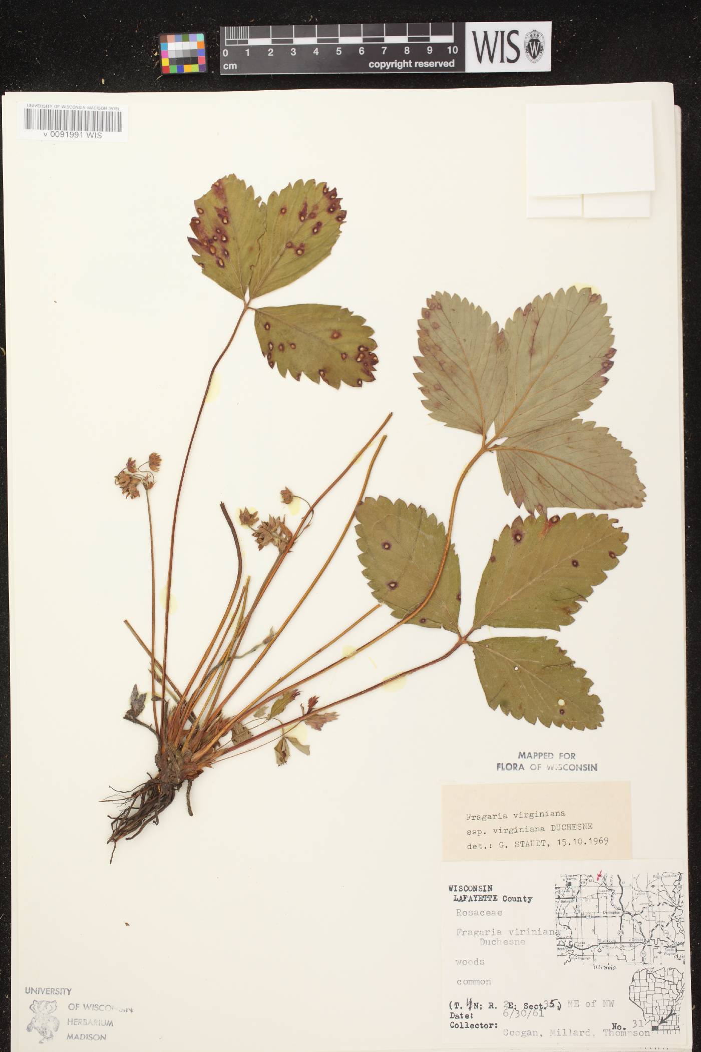 Fragaria virginiana image