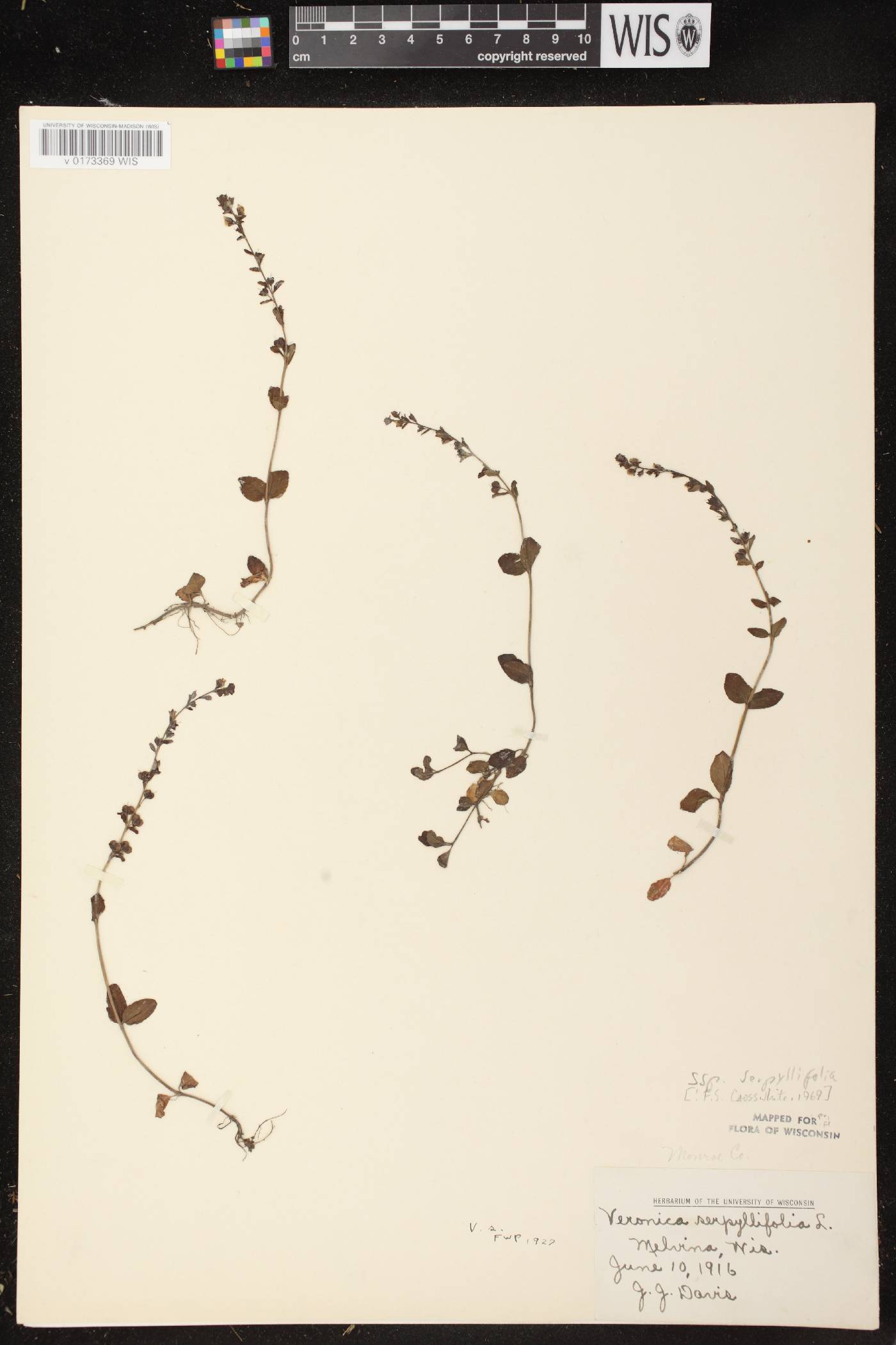 Veronica serpyllifolia subsp. serpyllifolia image