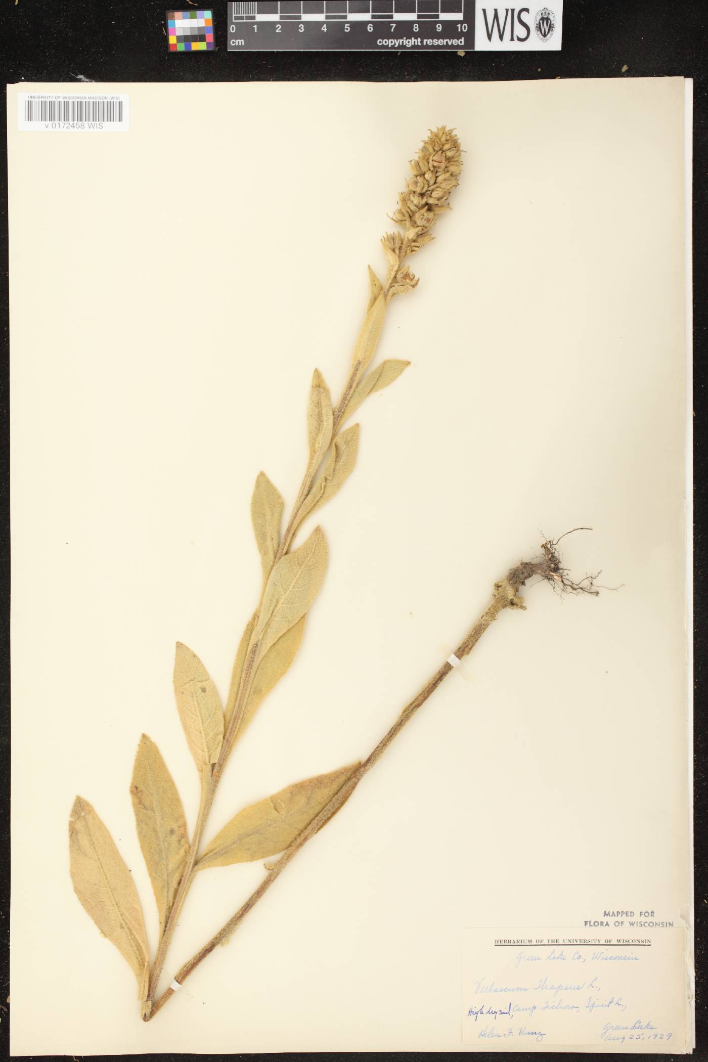 Verbascum thapsus image
