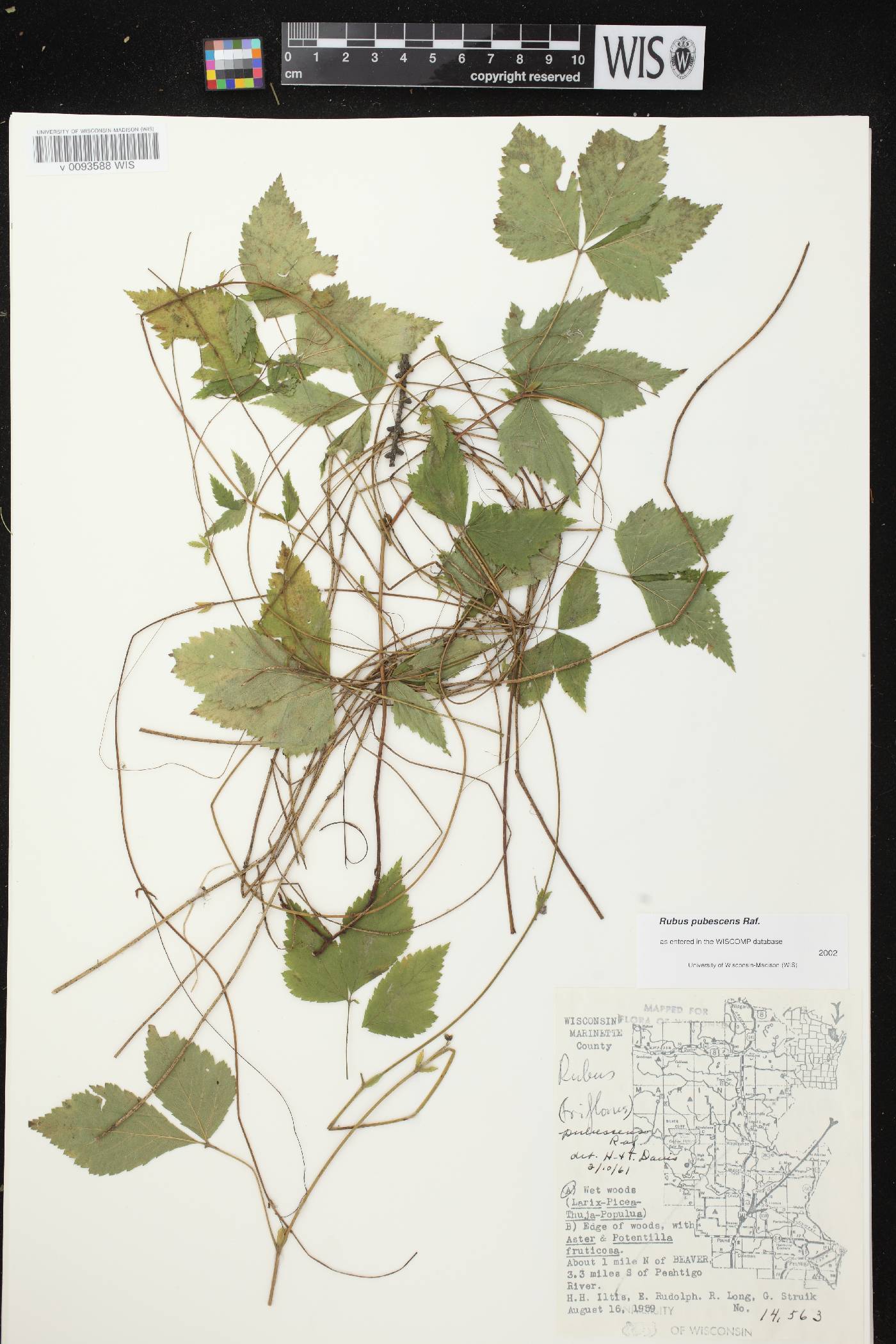 Rubus pubescens image