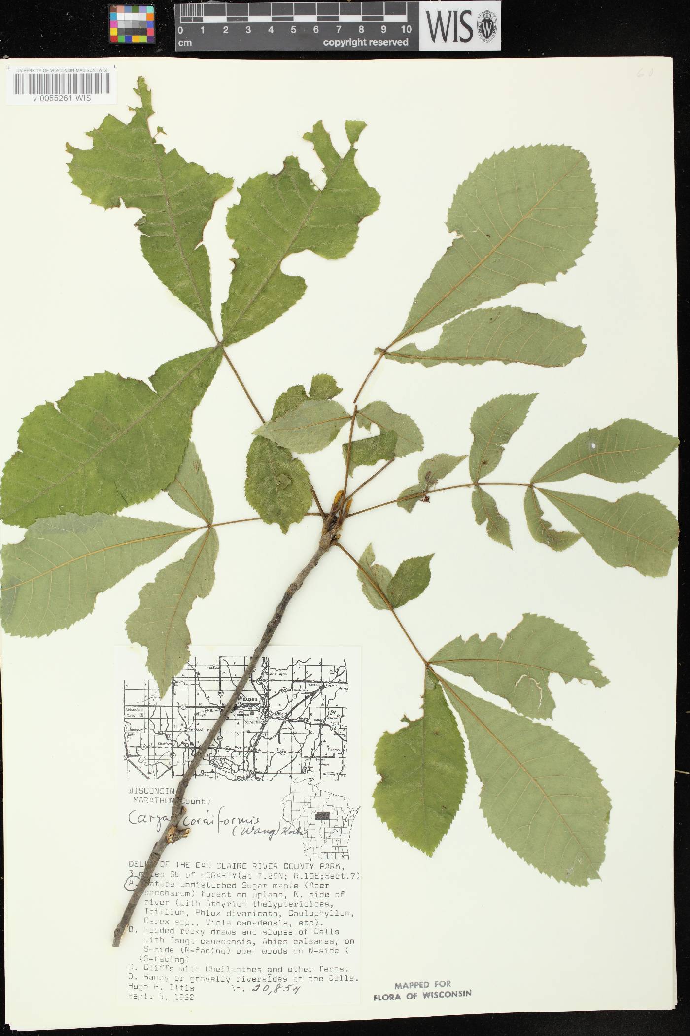 Carya cordiformis image
