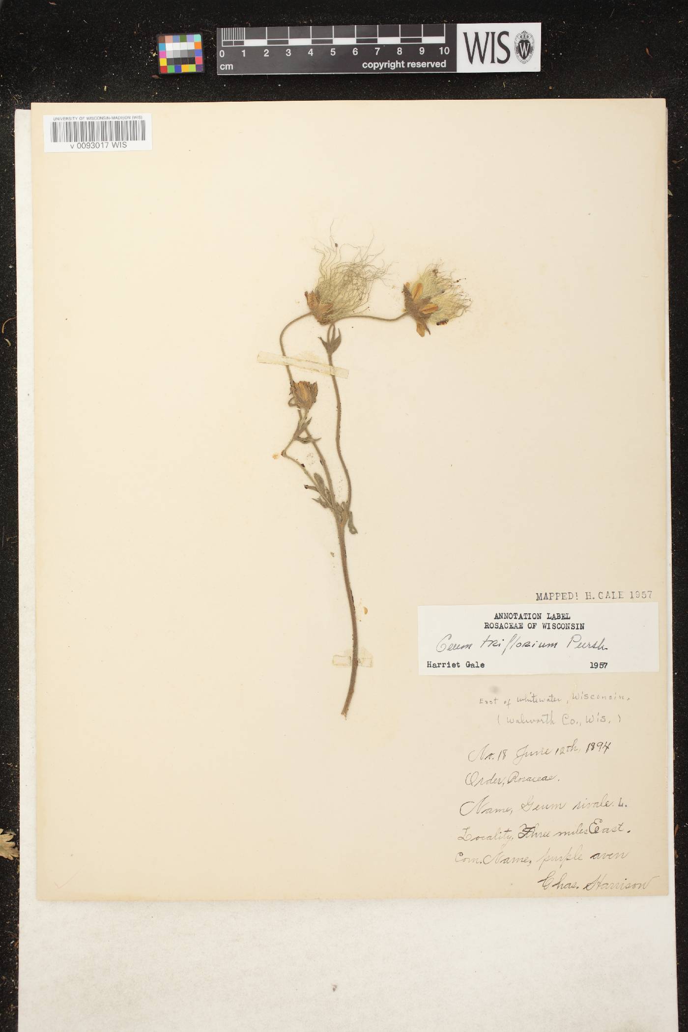Geum triflorum var. triflorum image