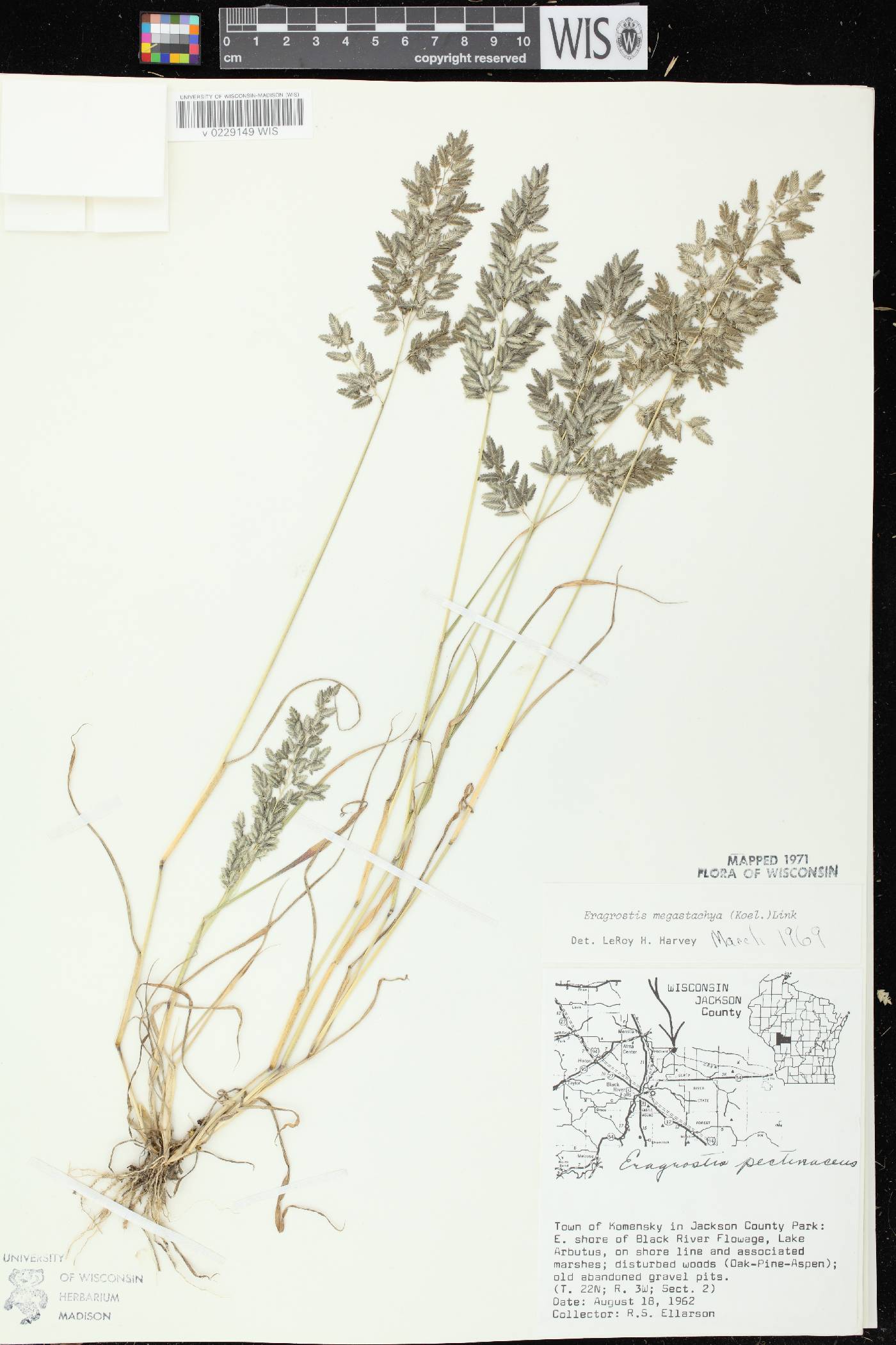 Eragrostis cilianensis image