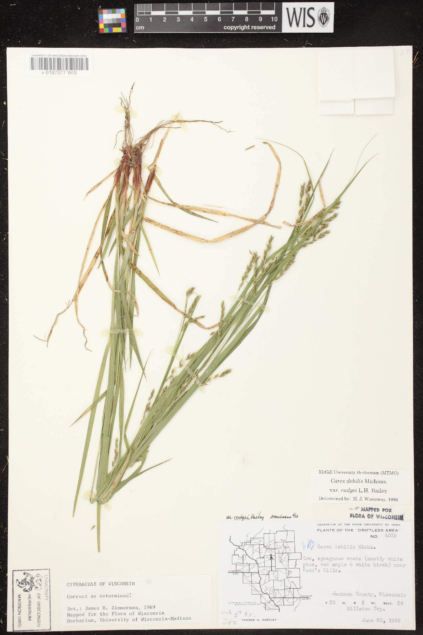 Carex debilis var. rudgei image