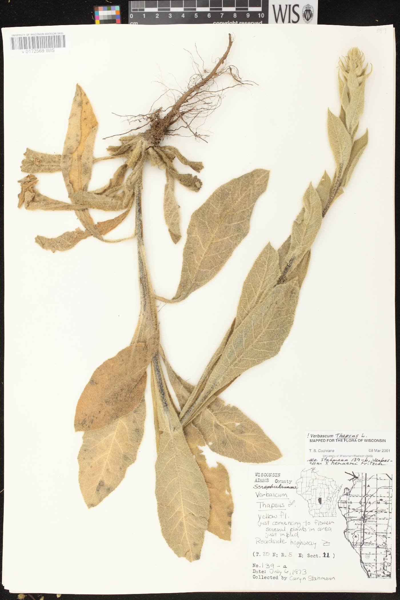 Verbascum thapsus image