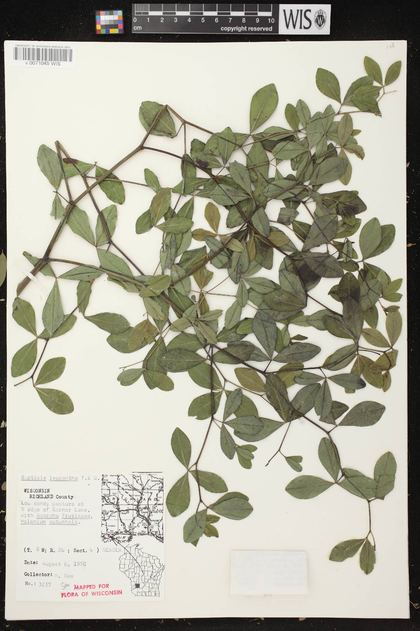 Baptisia lactea image