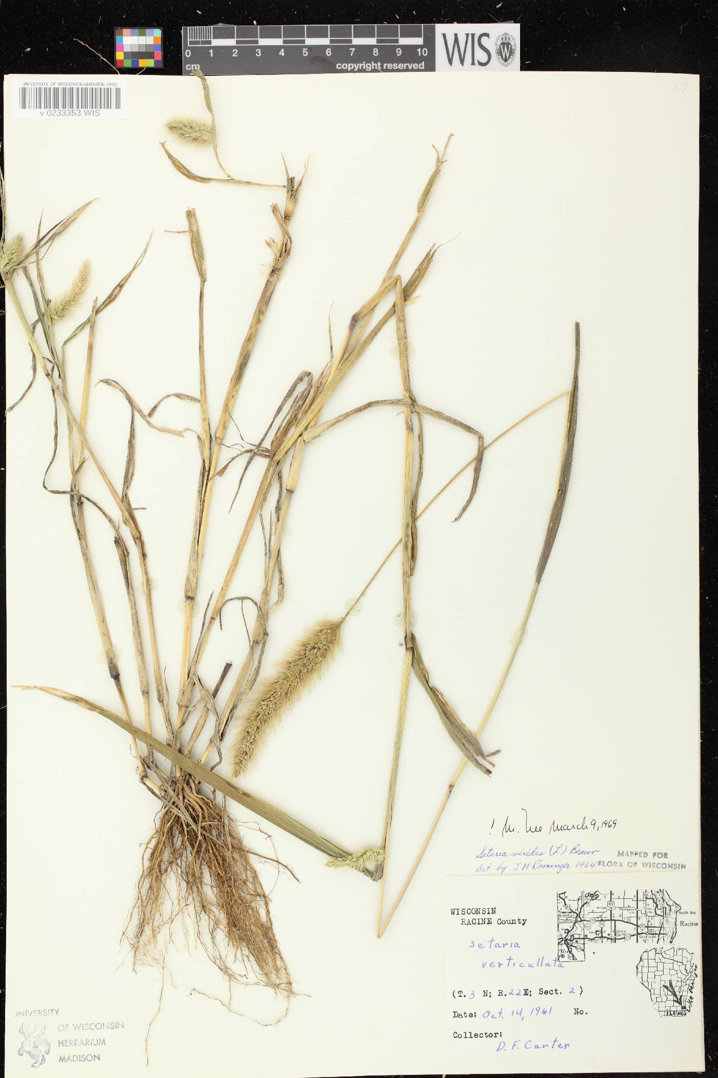 Setaria viridis var. viridis image