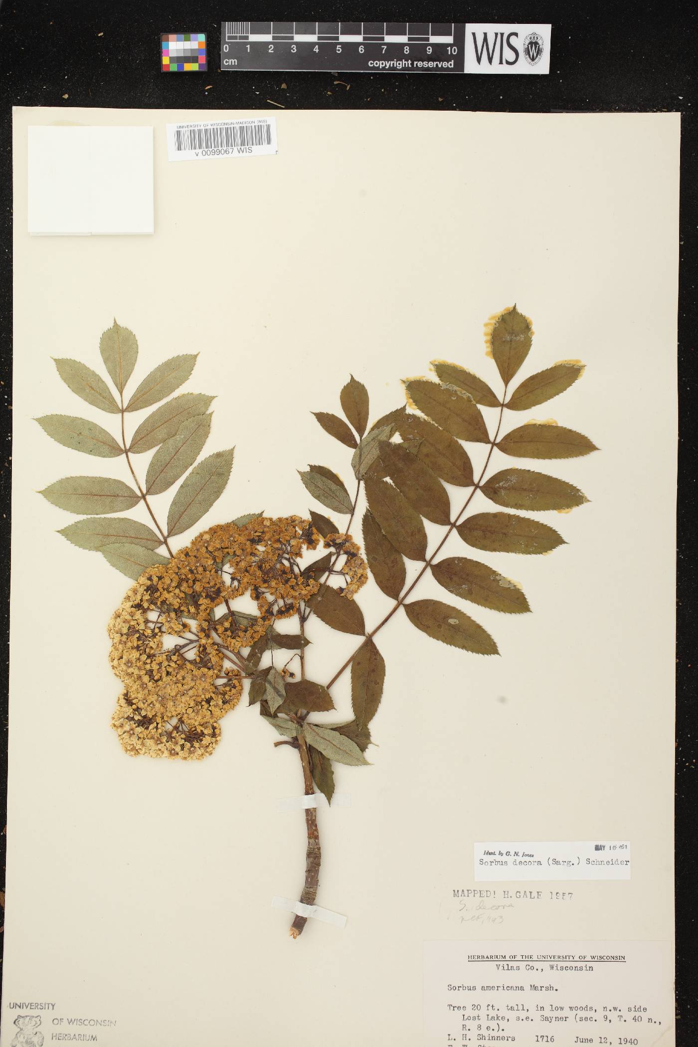 Sorbus decora image