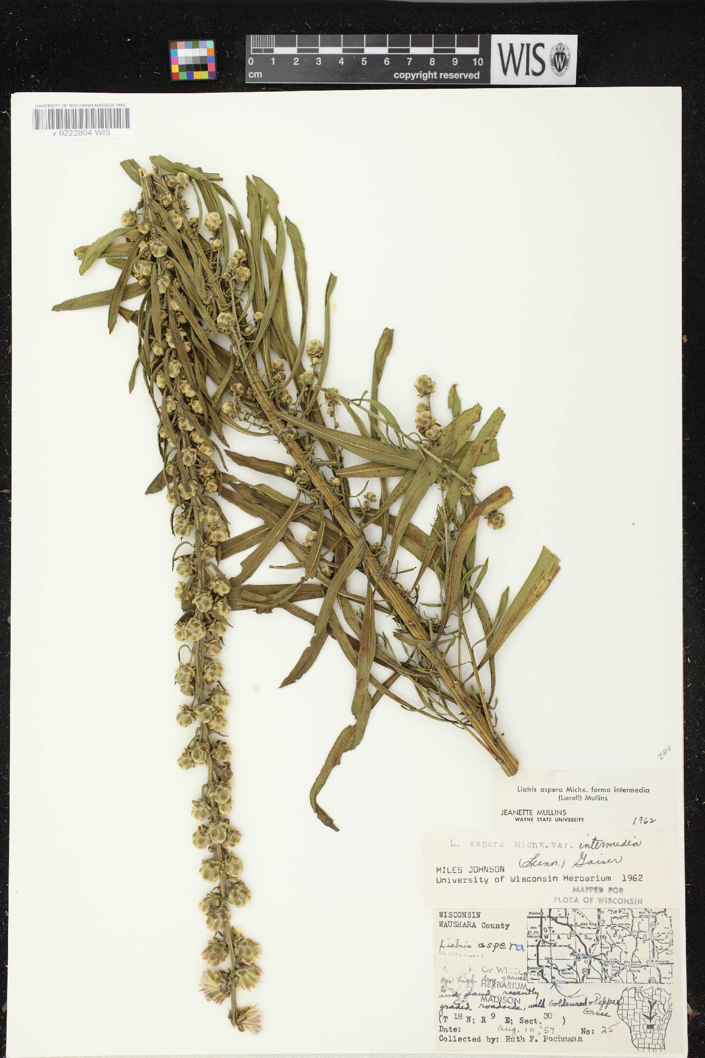 Liatris aspera image