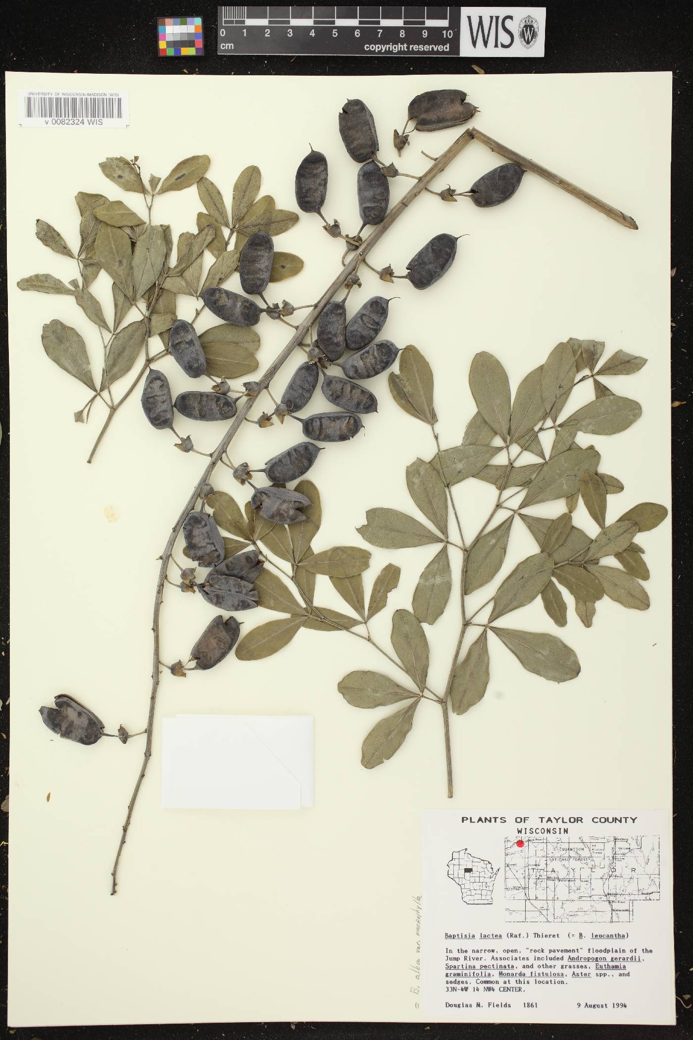 Baptisia lactea image
