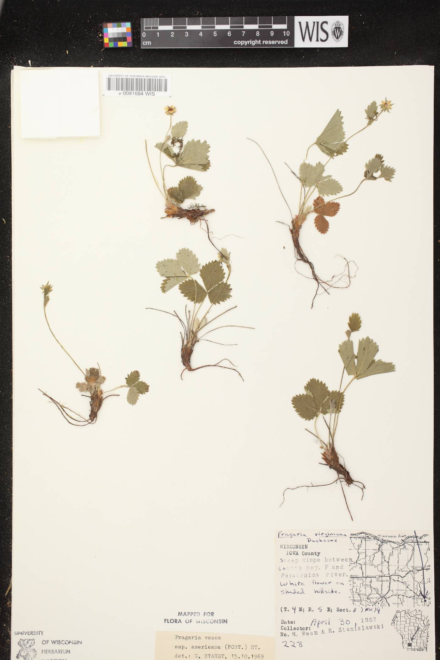 Fragaria vesca subsp. americana image