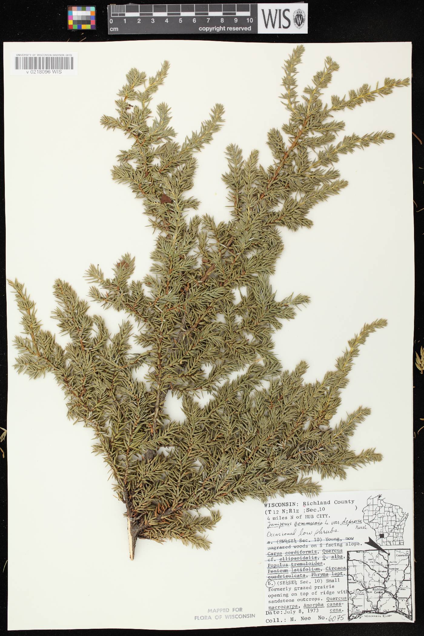 Juniperus communis image