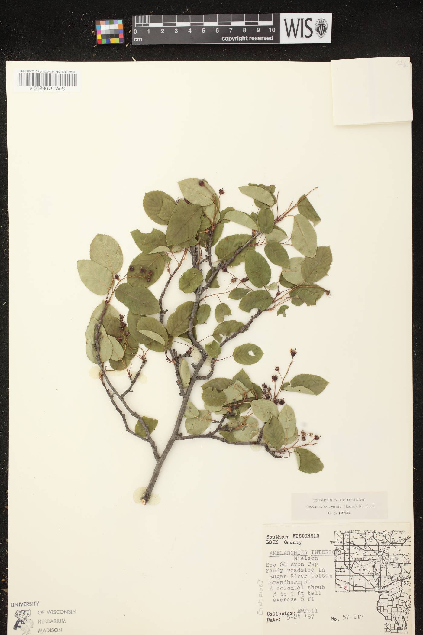 Amelanchier spicata image