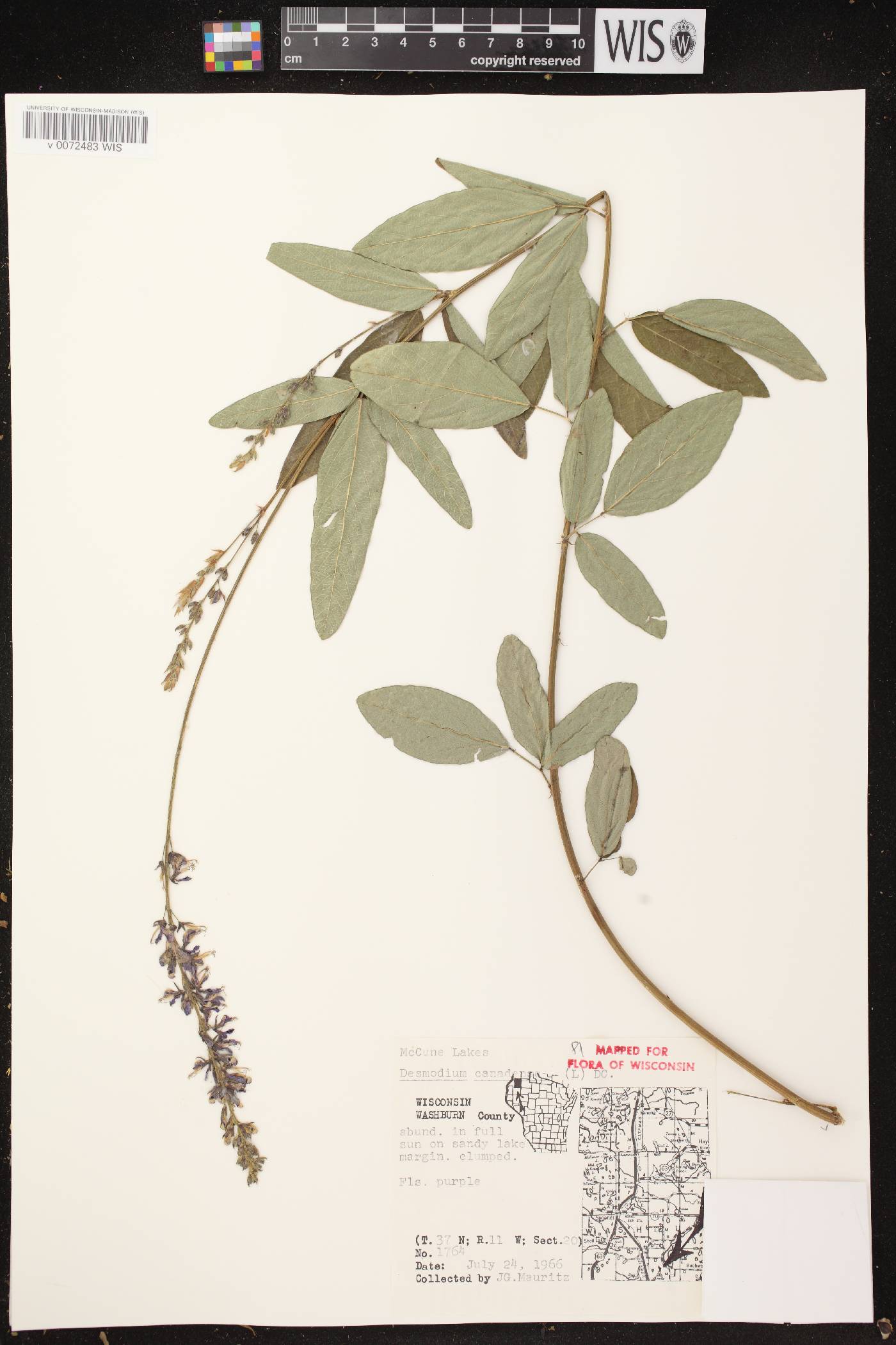Desmodium canadense image