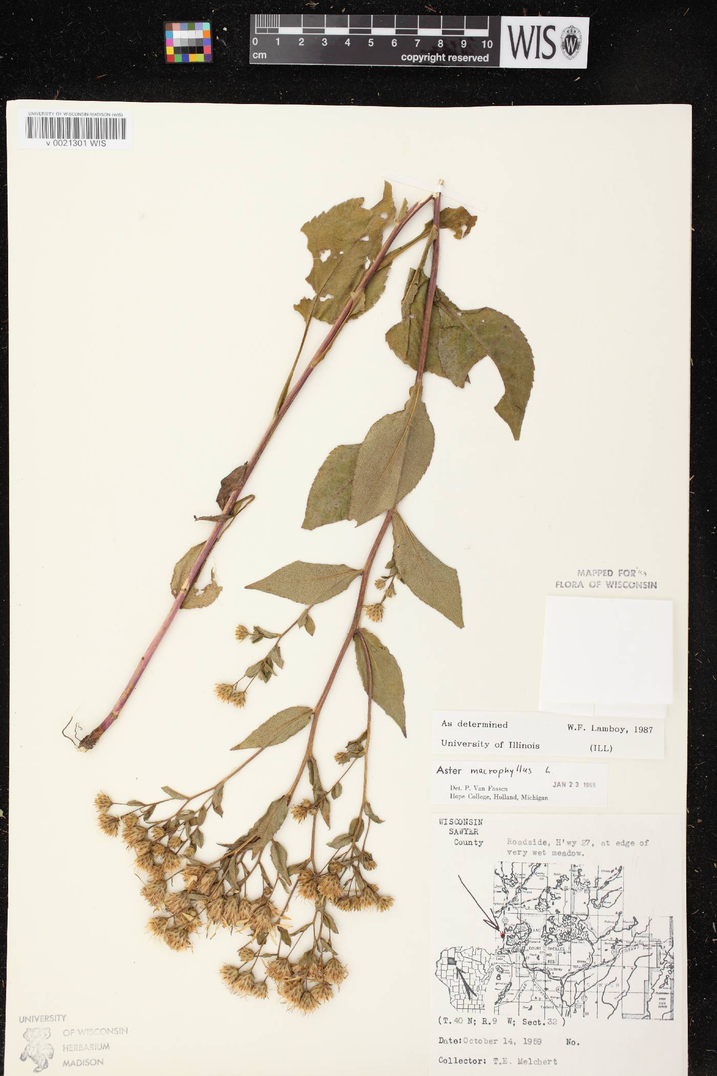Eurybia macrophylla image