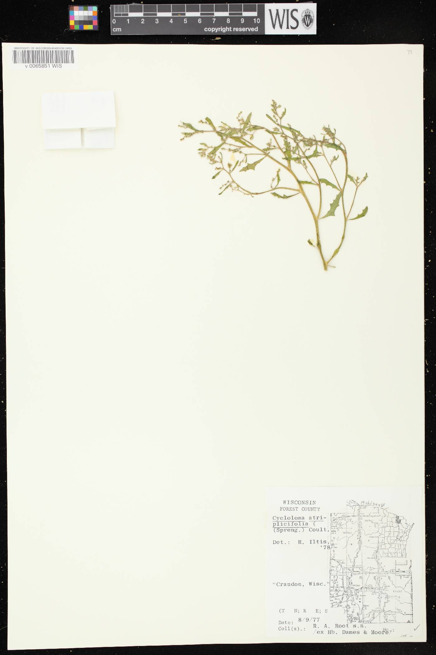 Cycloloma atriplicifolium image