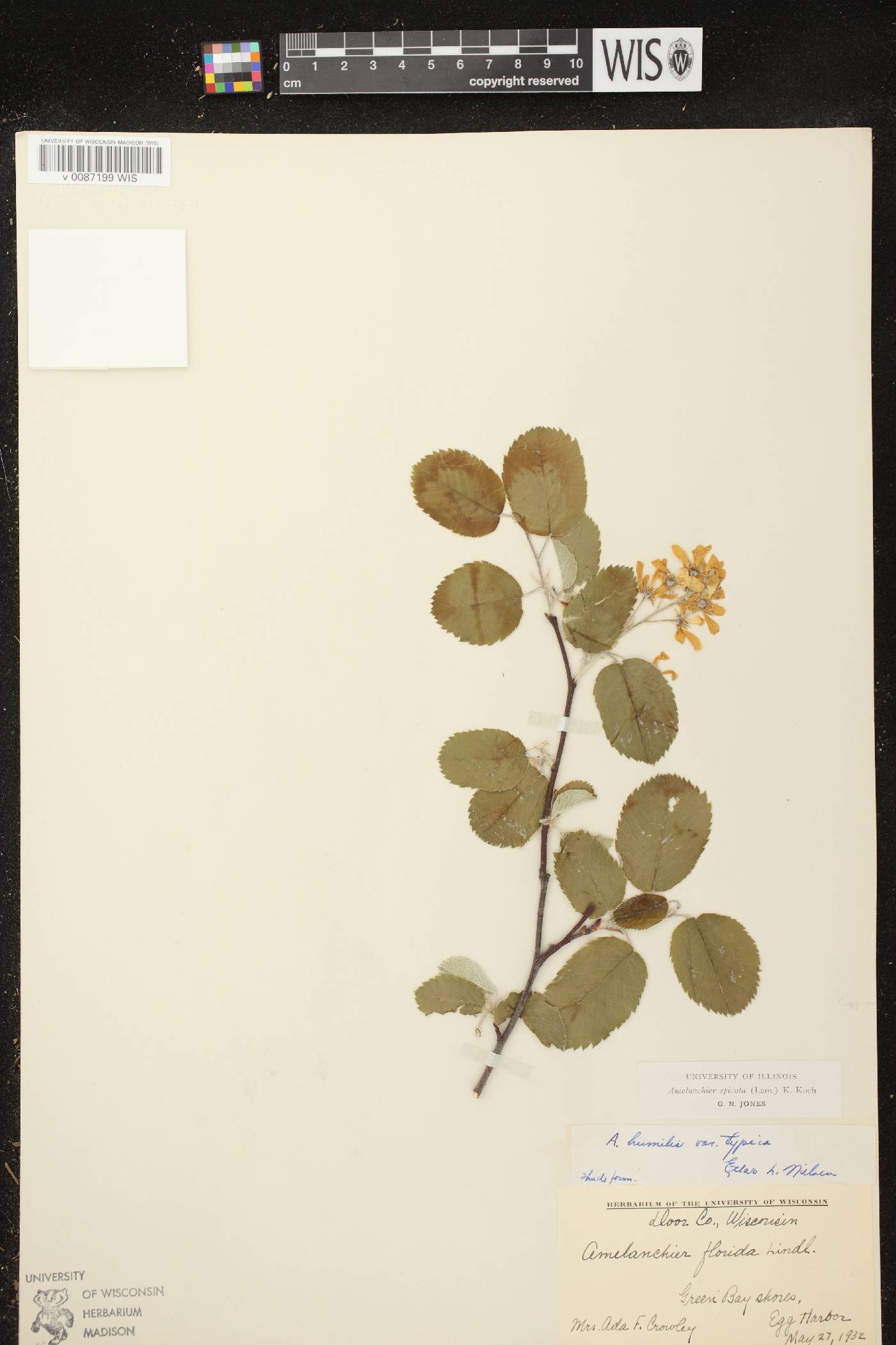 Amelanchier spicata image