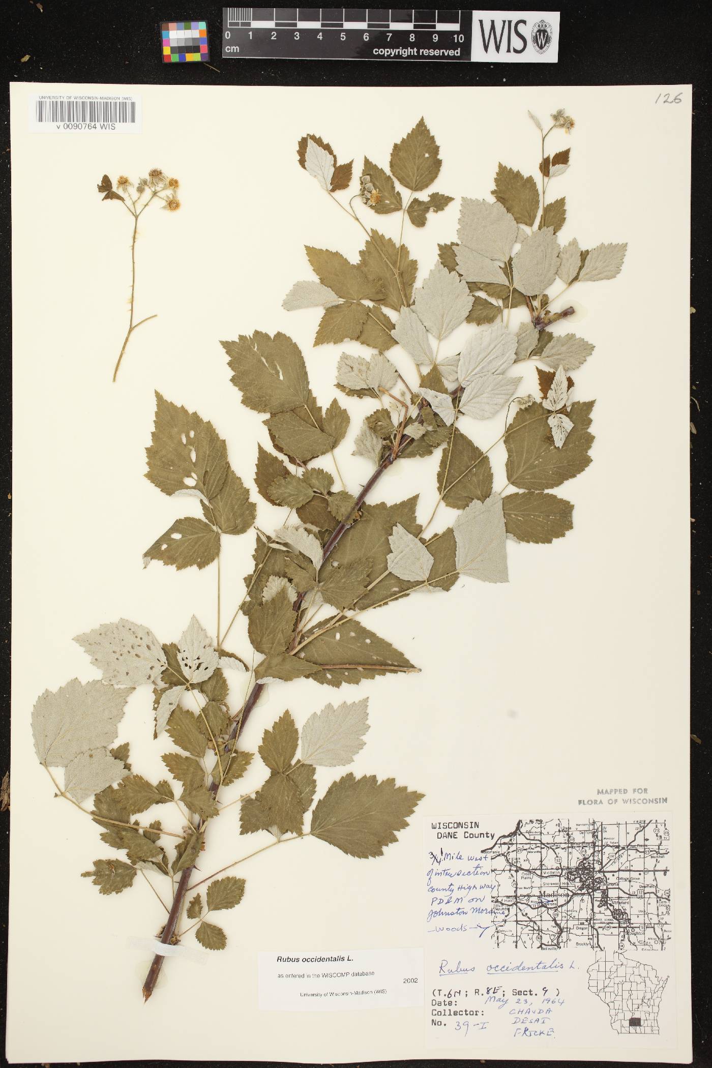 Rubus occidentalis image