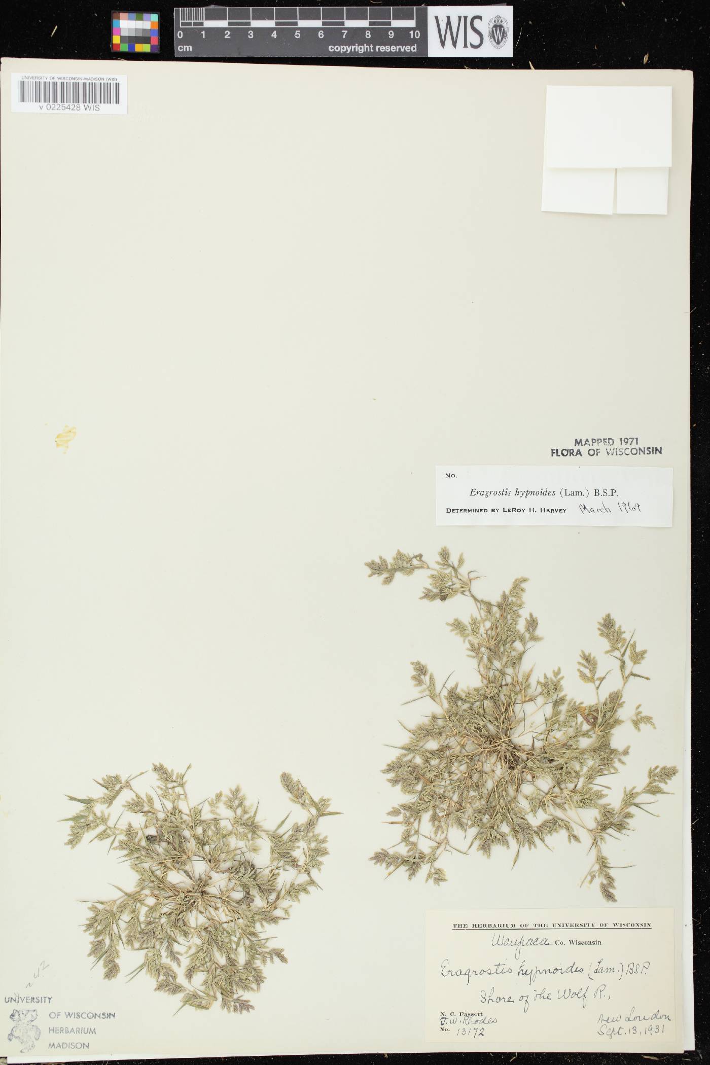 Eragrostis hypnoides image