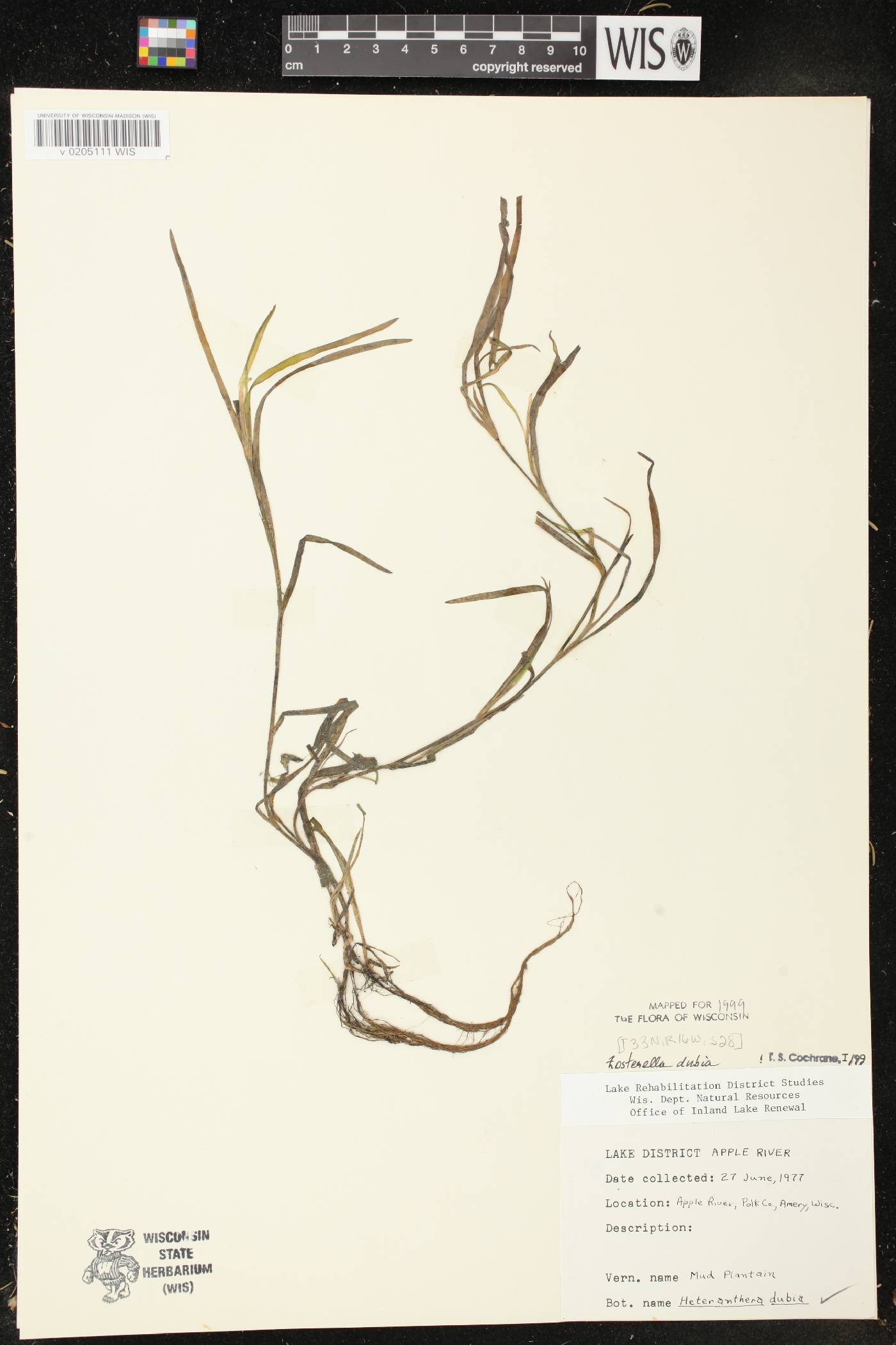 Heteranthera dubia image