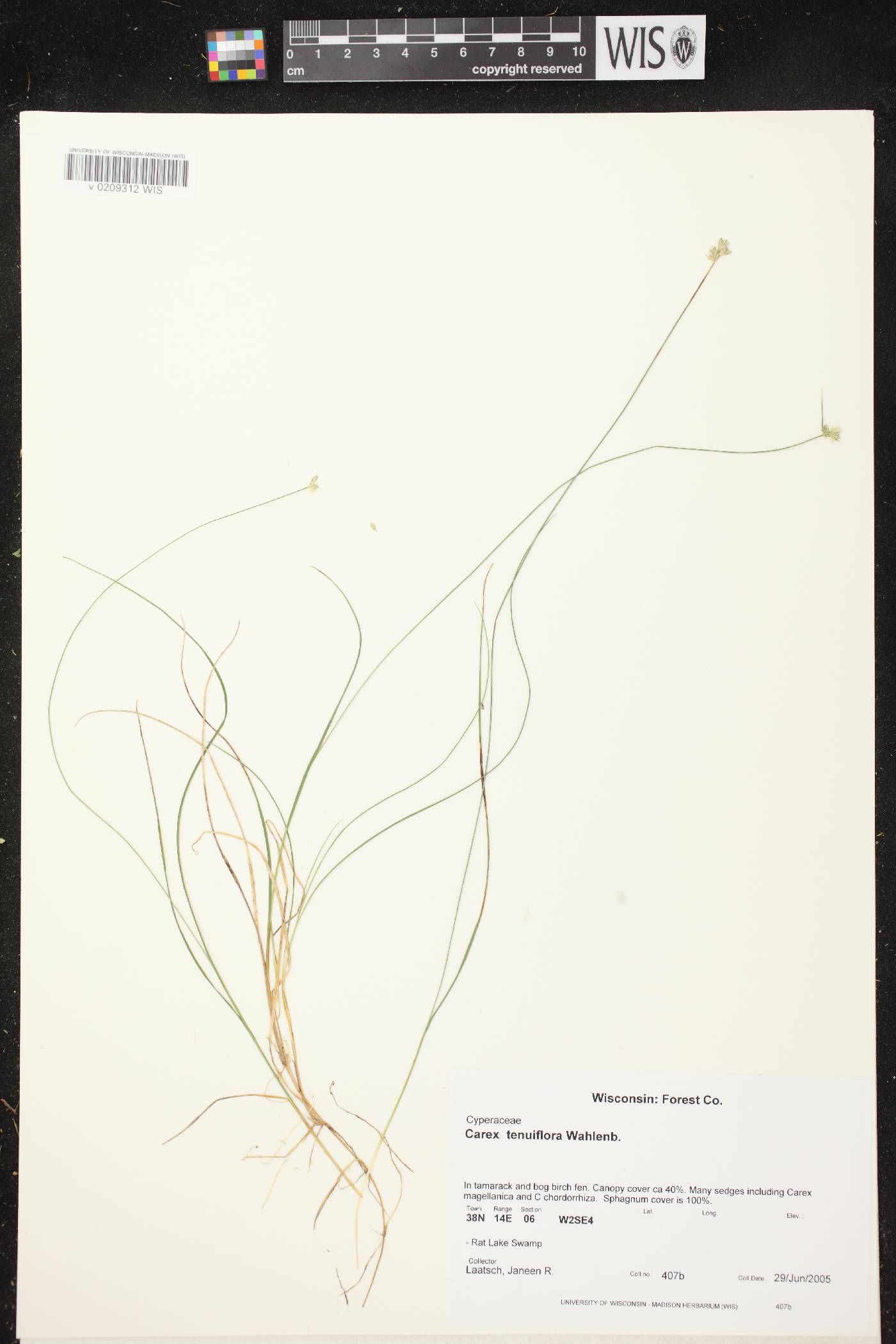 Carex tenuiflora image