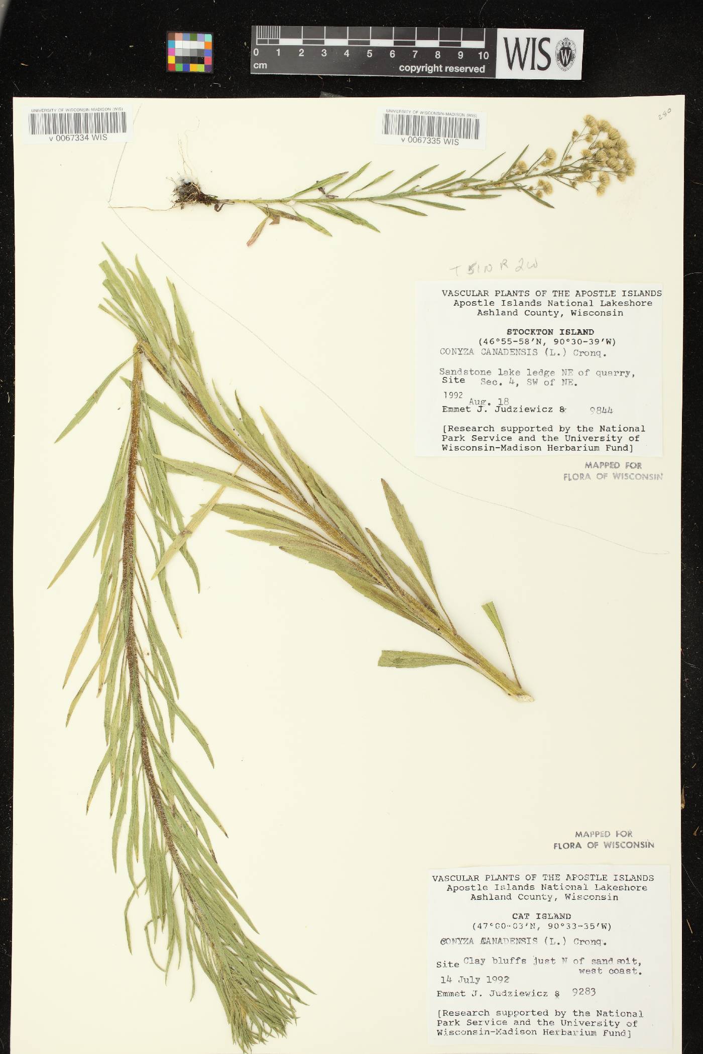 Conyza canadensis image