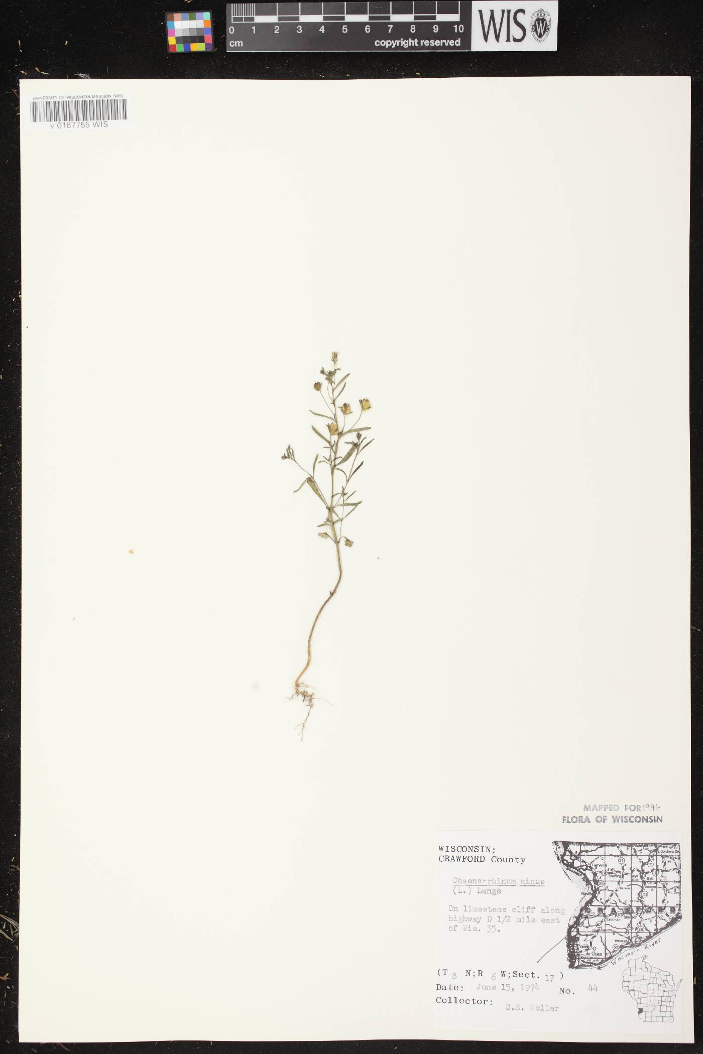 Chaenorhinum minus image
