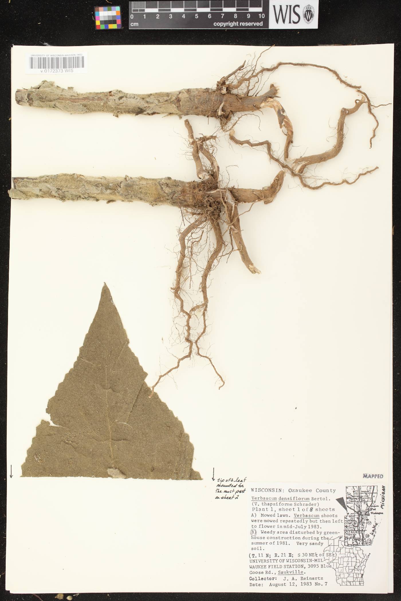 Verbascum densiflorum image