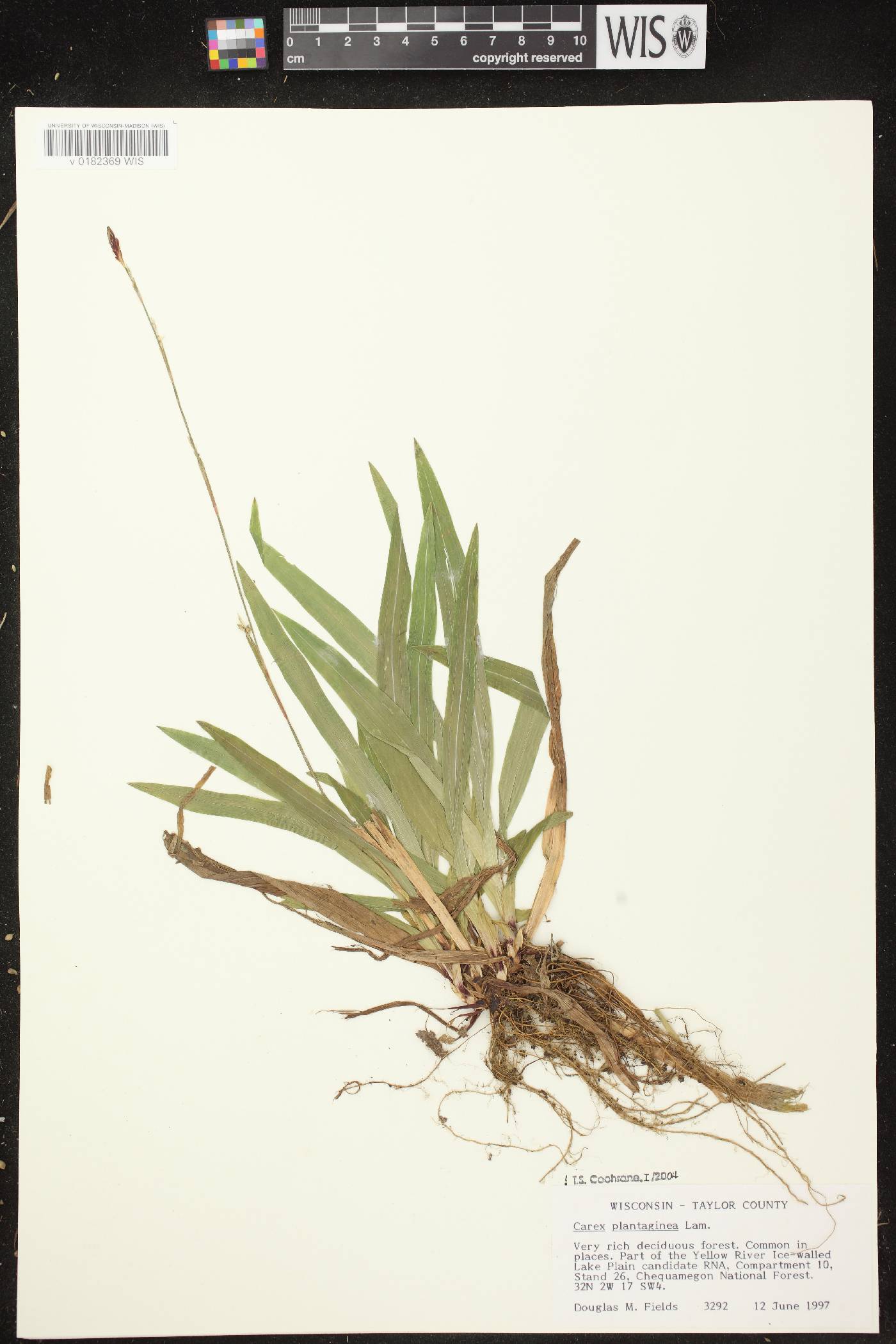 Carex plantaginea image