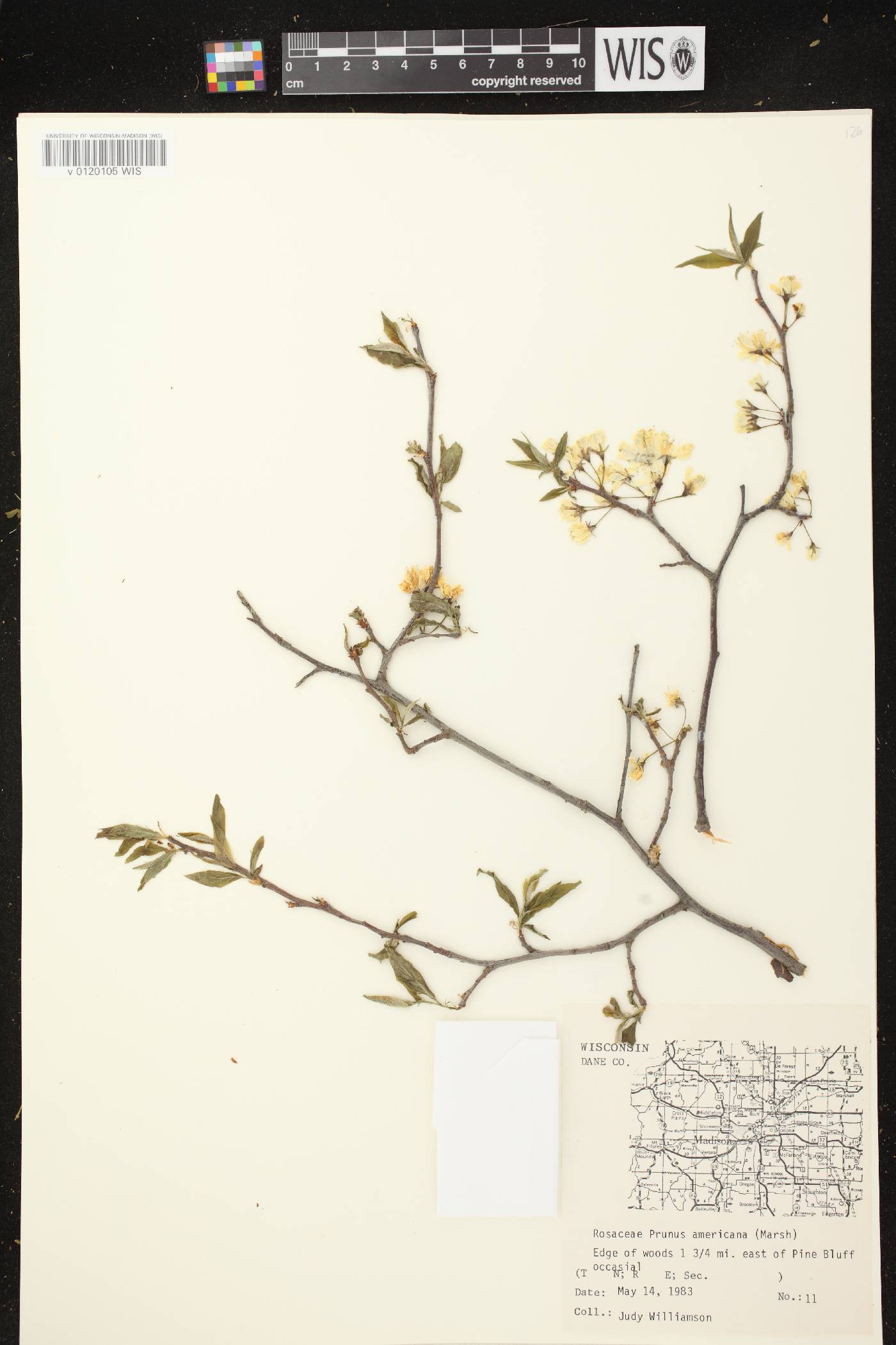 Prunus americana image
