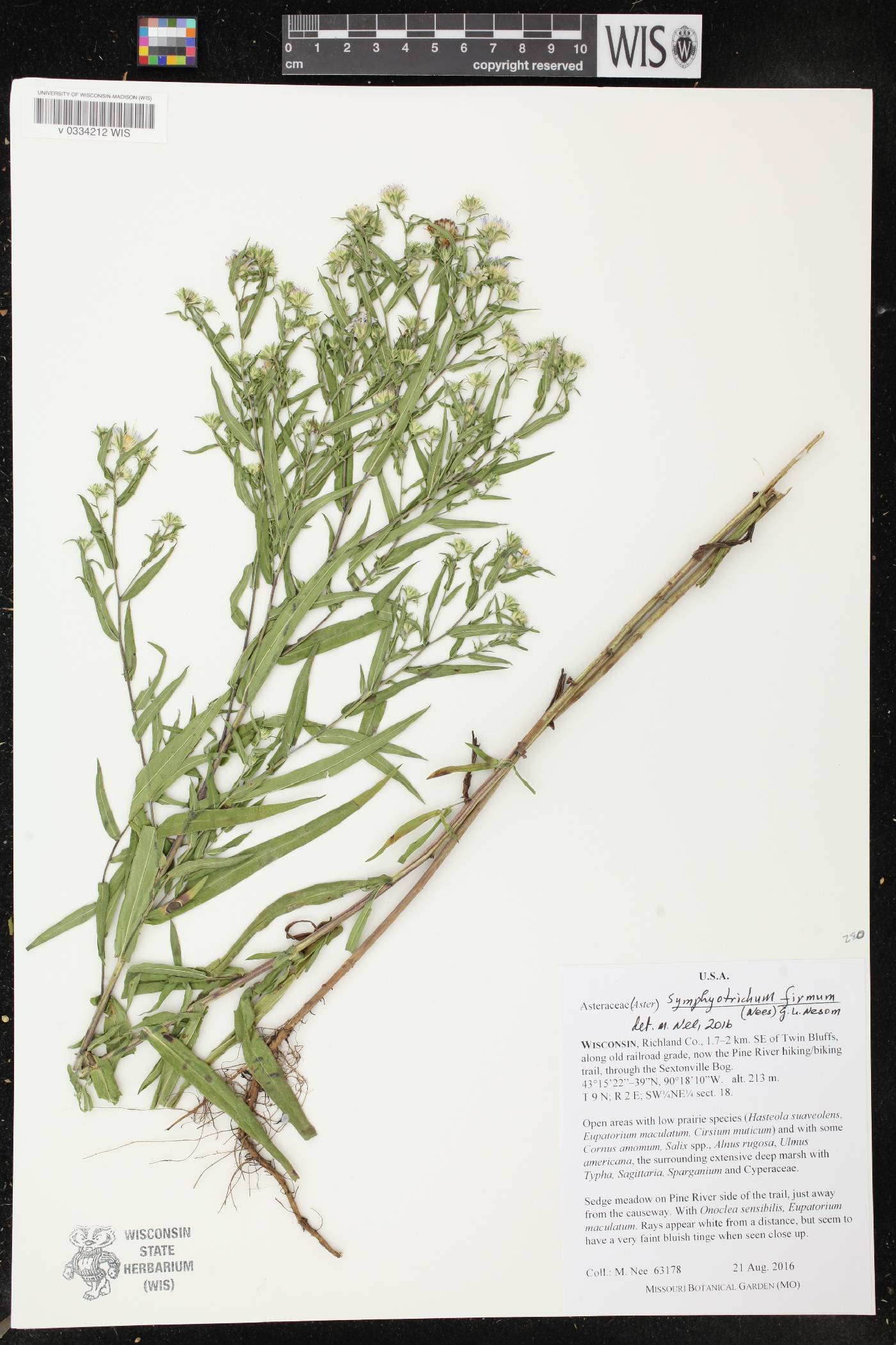 Symphyotrichum firmum image
