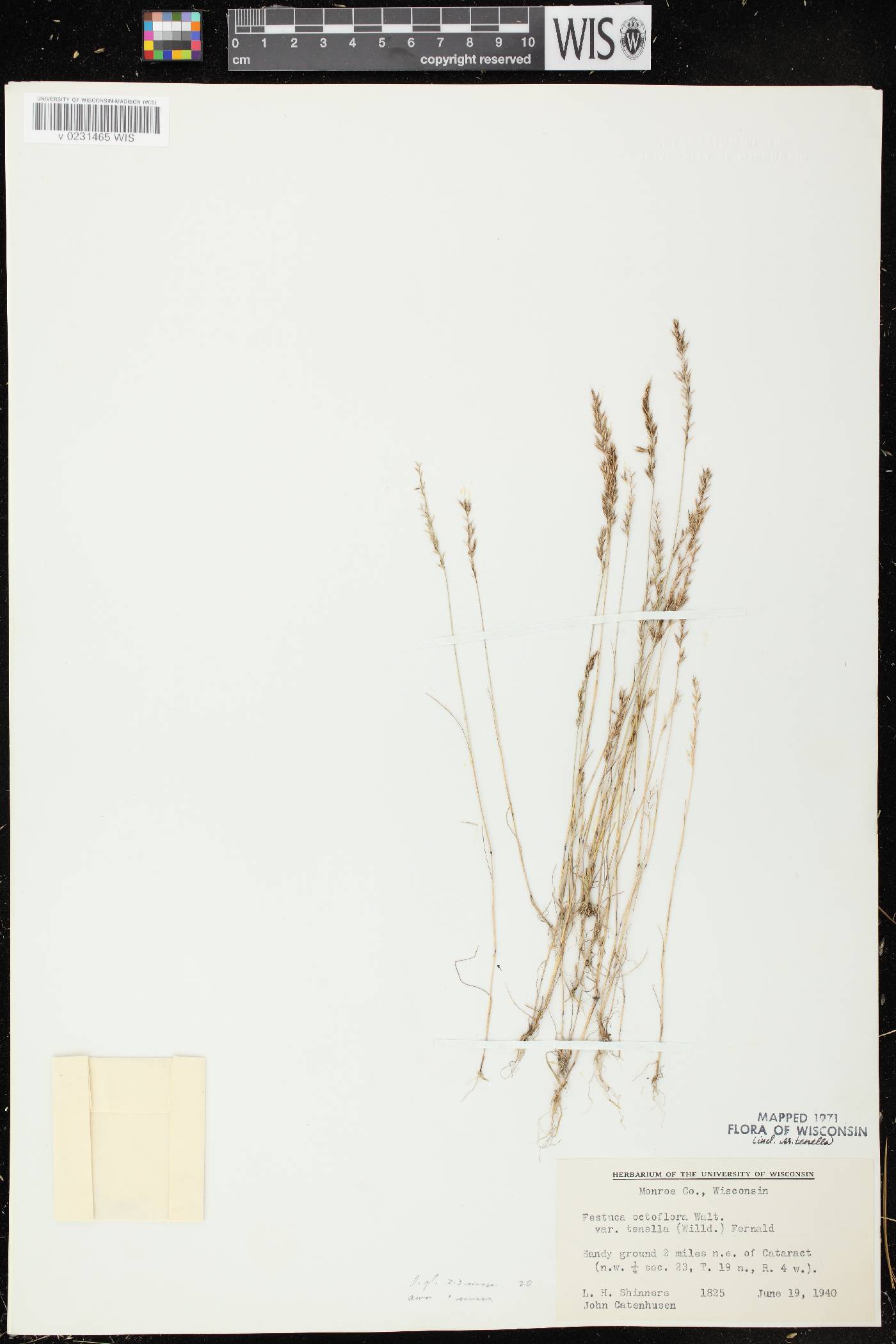 Festuca octoflora image