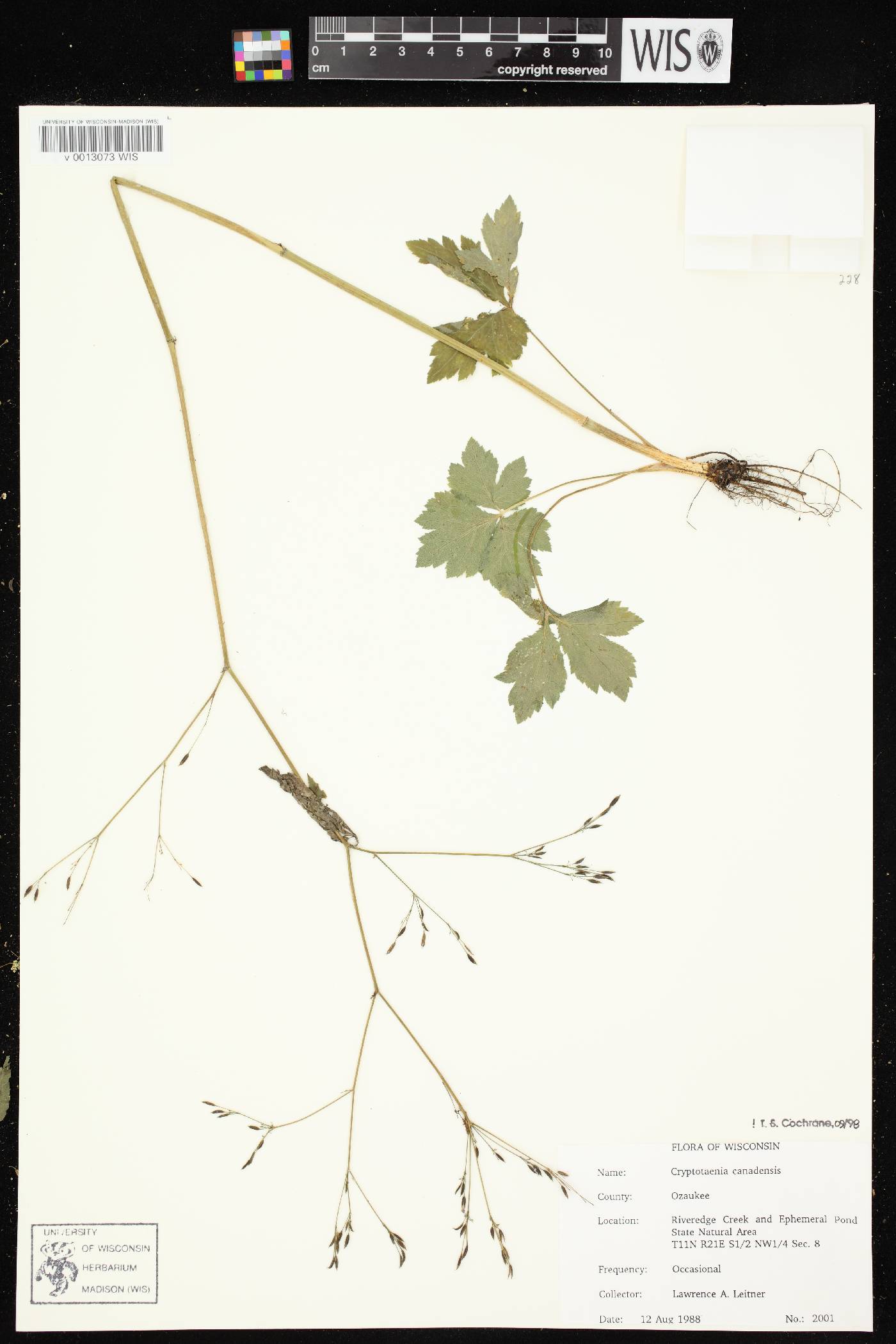 Cryptotaenia canadensis image
