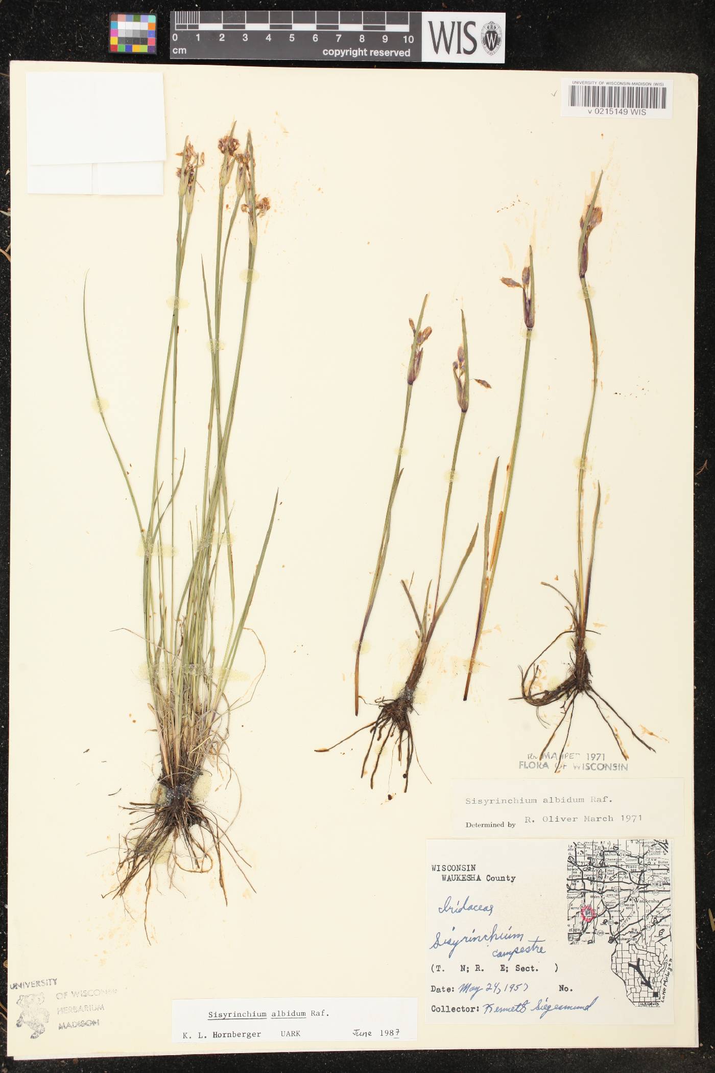 Sisyrinchium albidum image