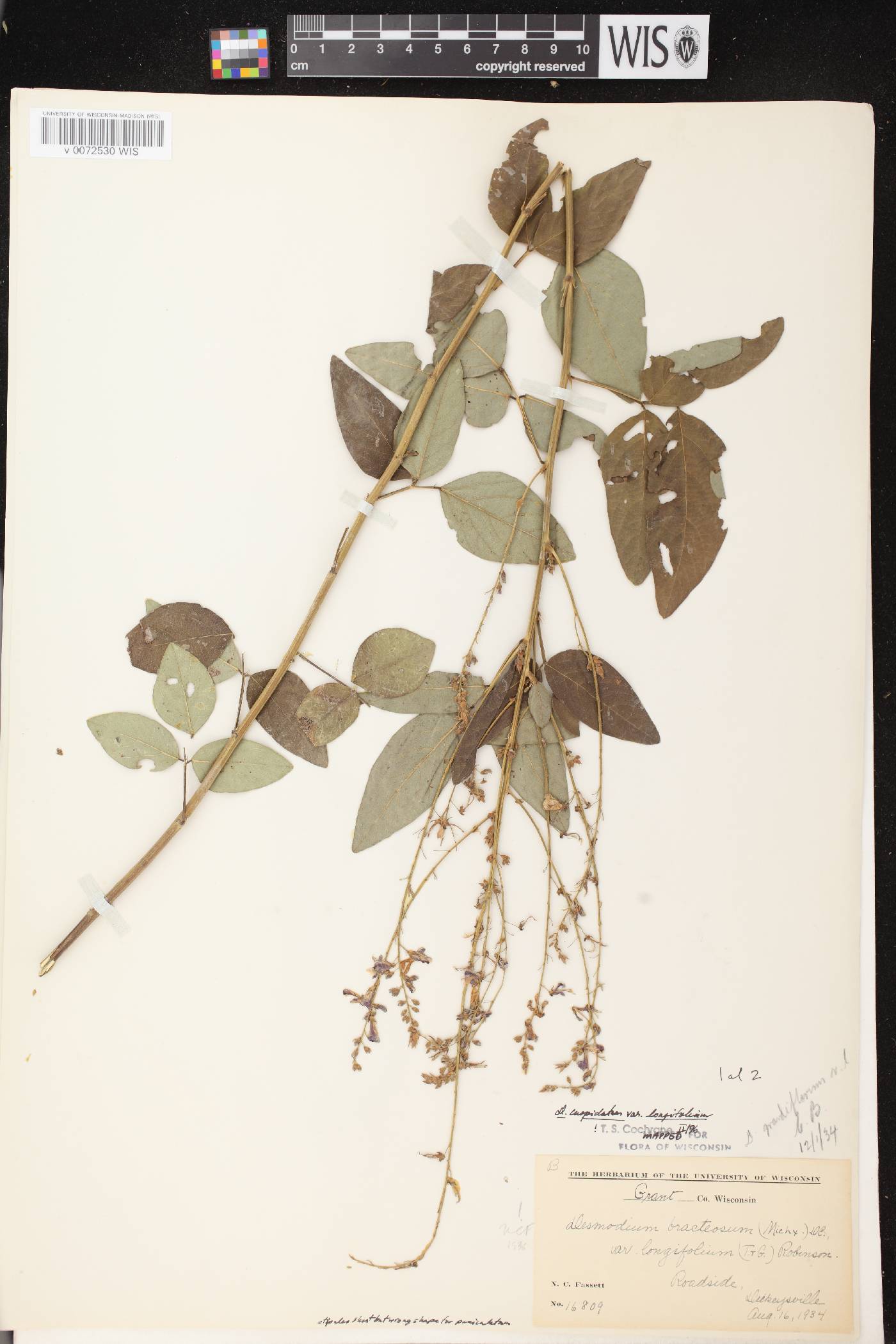 Desmodium cuspidatum image