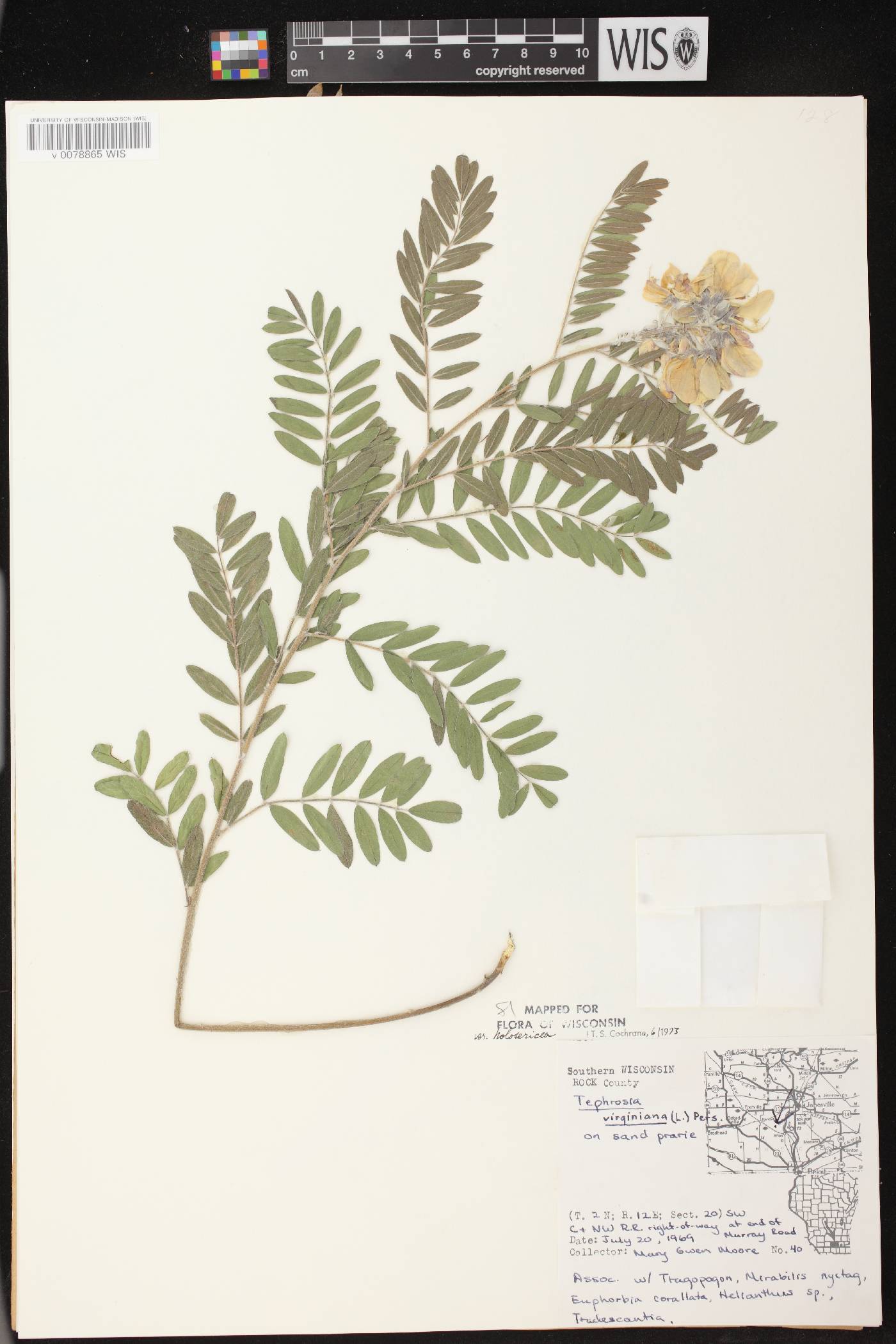 Tephrosia virginiana image