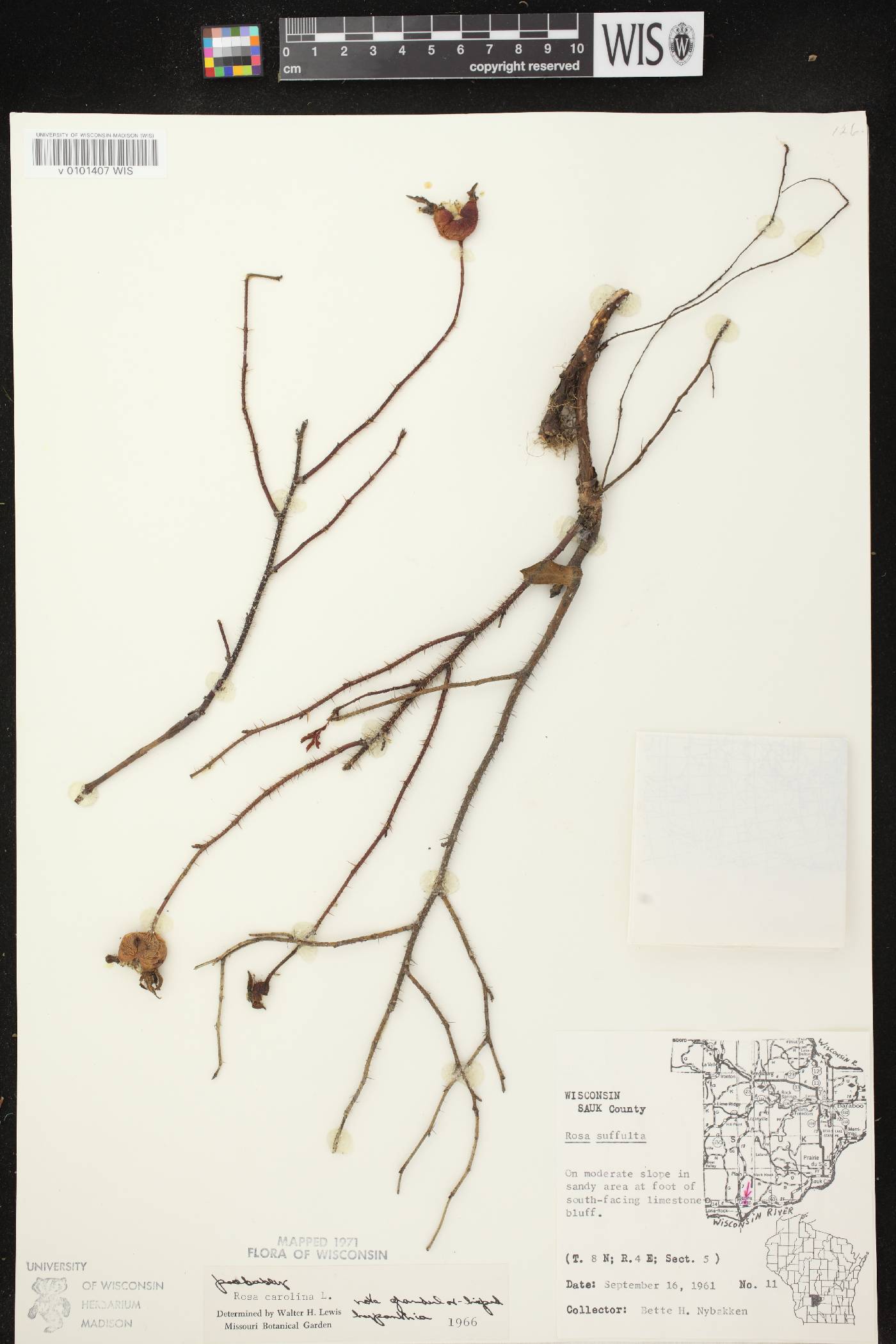 Rosa carolina image