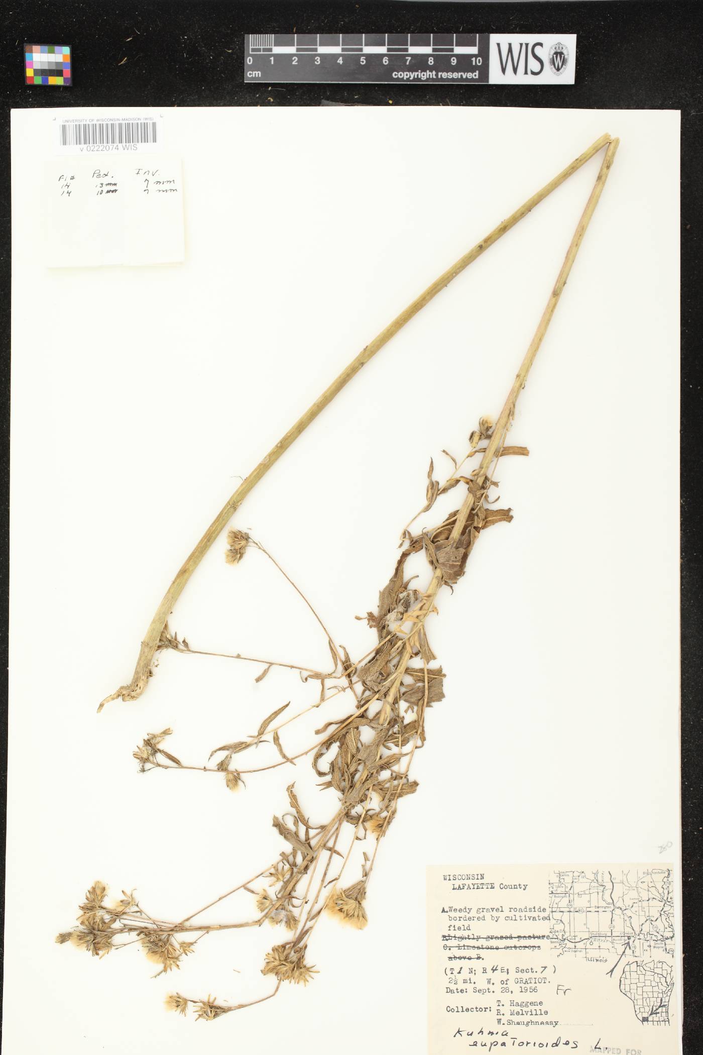 Brickellia eupatorioides image