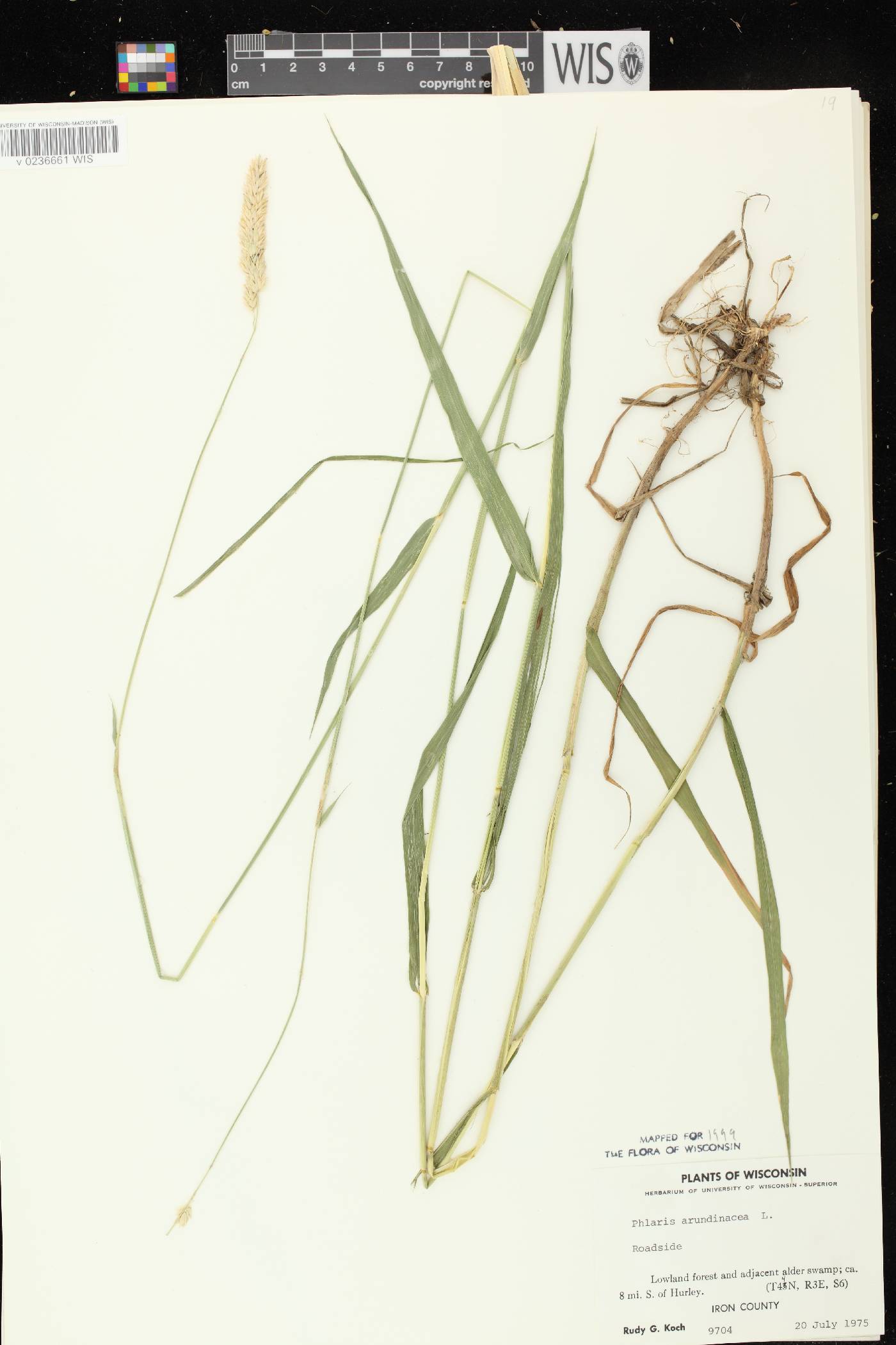 Phalaris arundinacea image