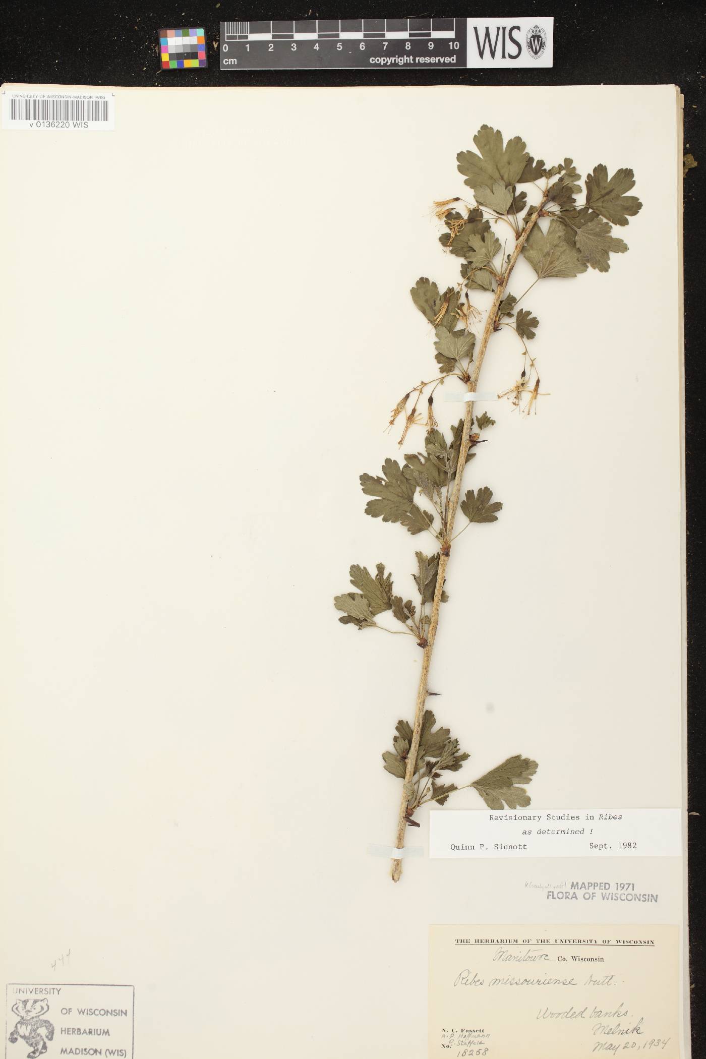 Ribes missouriense image