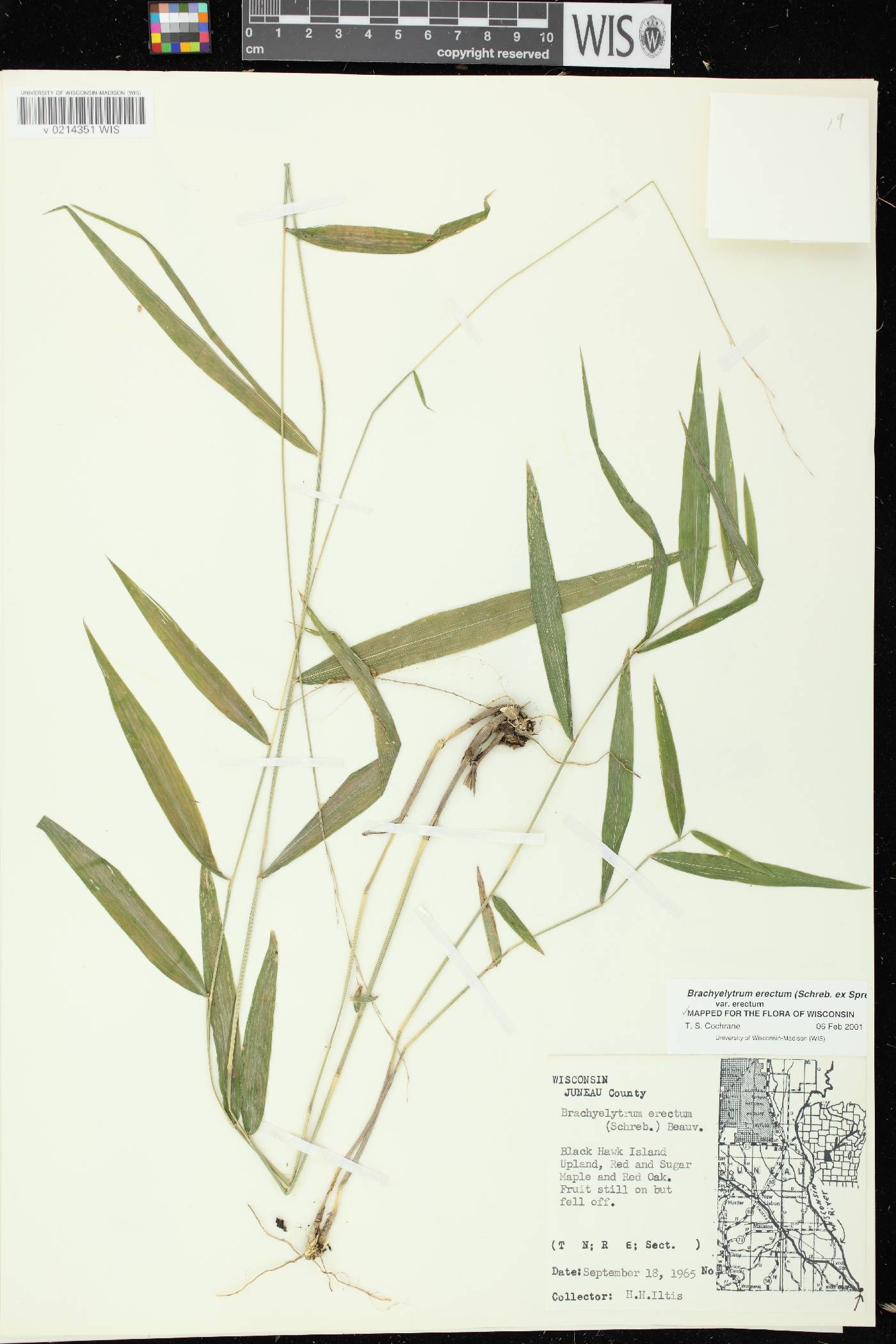Brachyelytrum erectum image