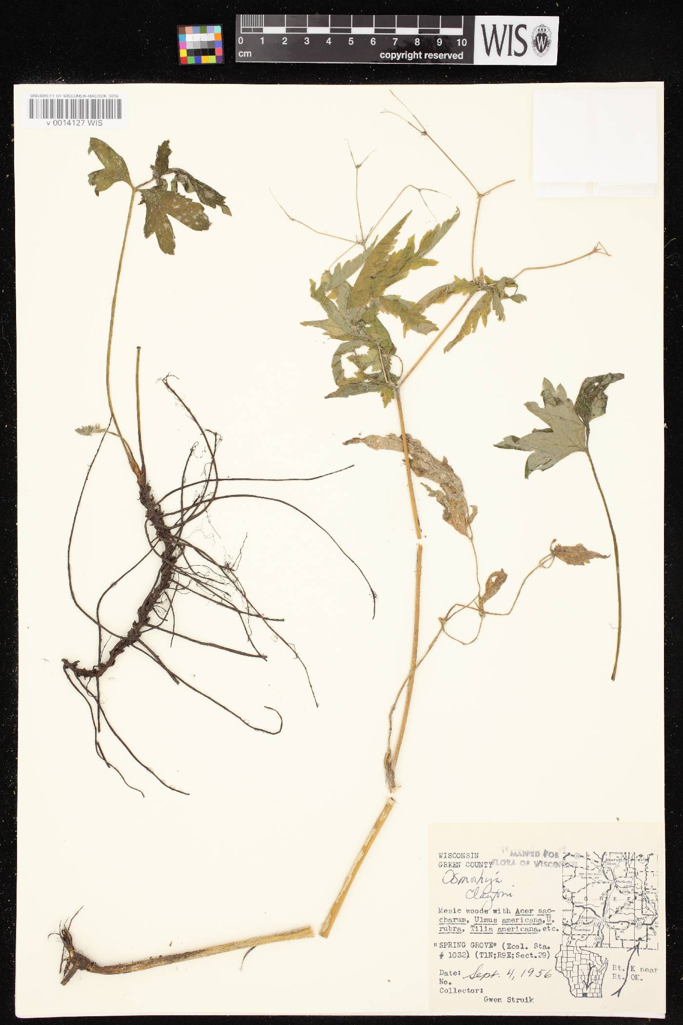 Osmorhiza claytonii image