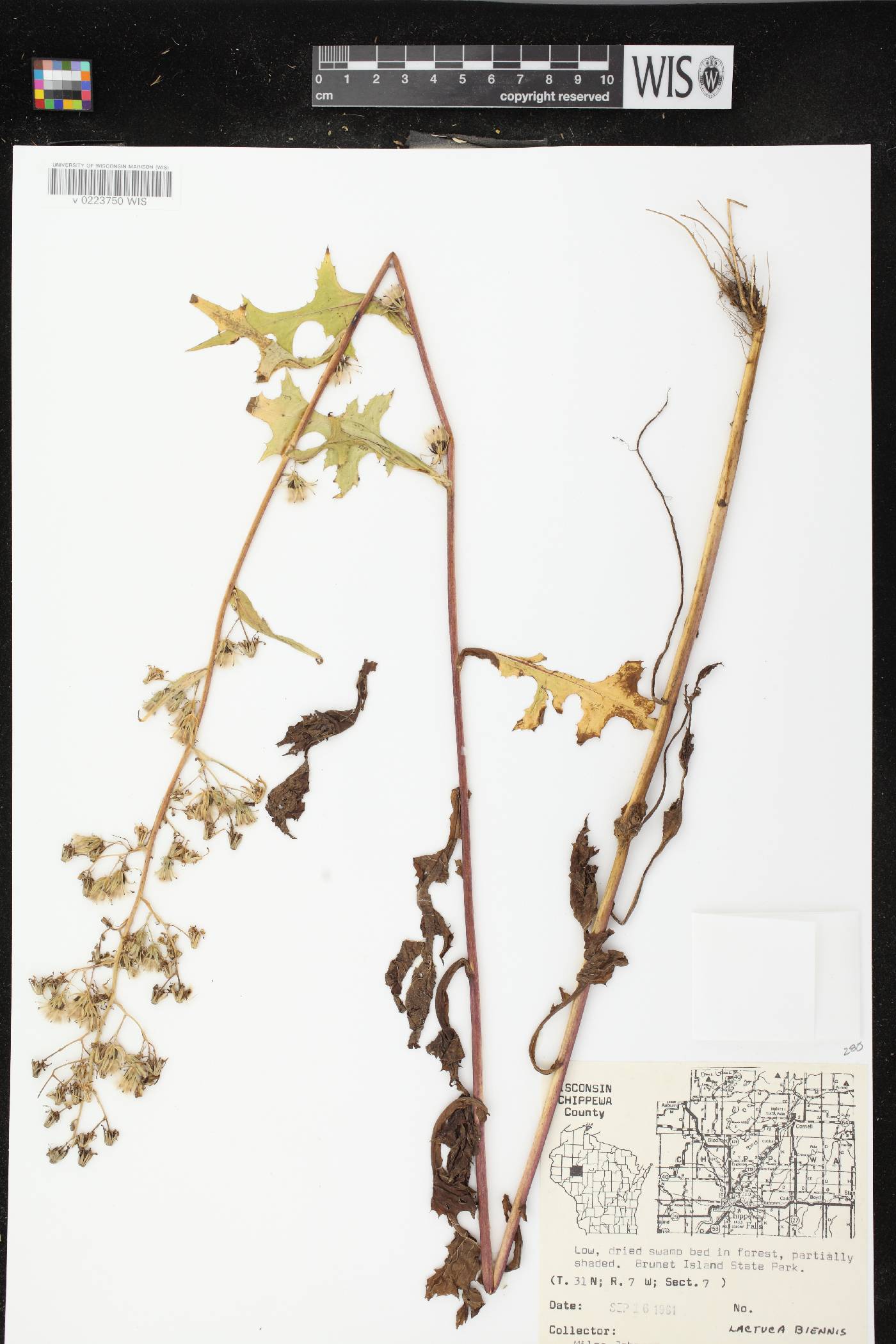 Lactuca biennis image