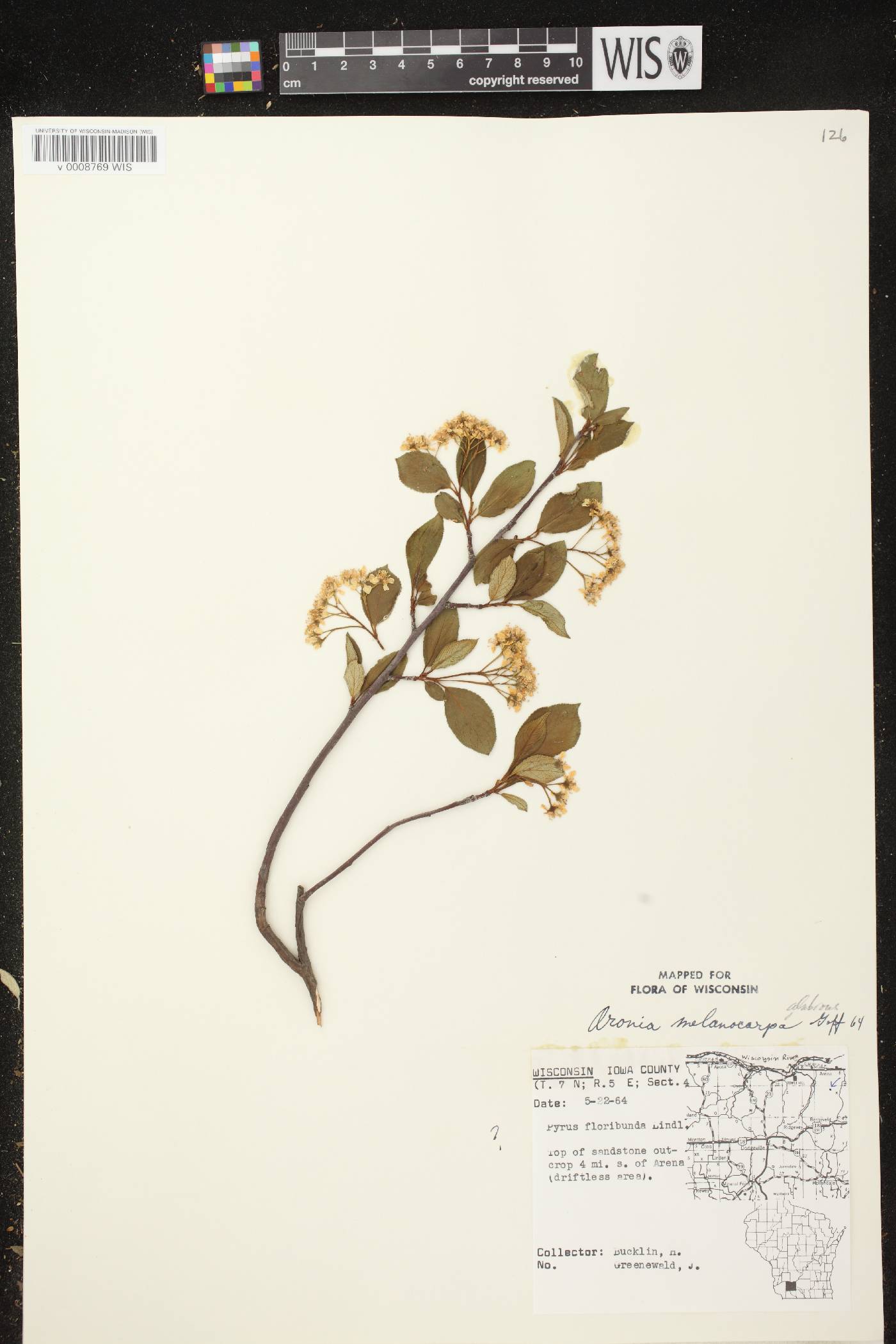 Aronia x prunifolia image