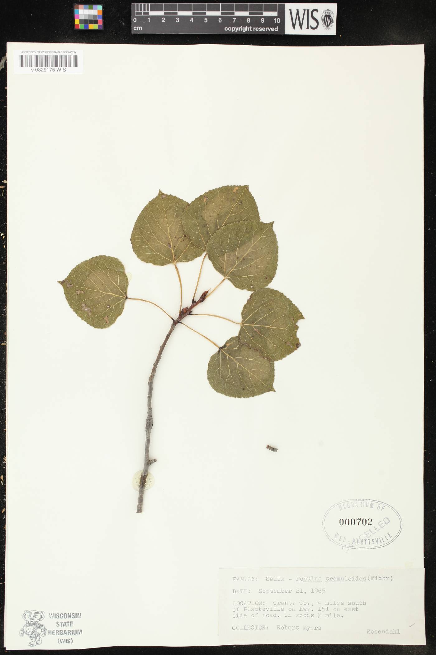 Populus tremuloides image