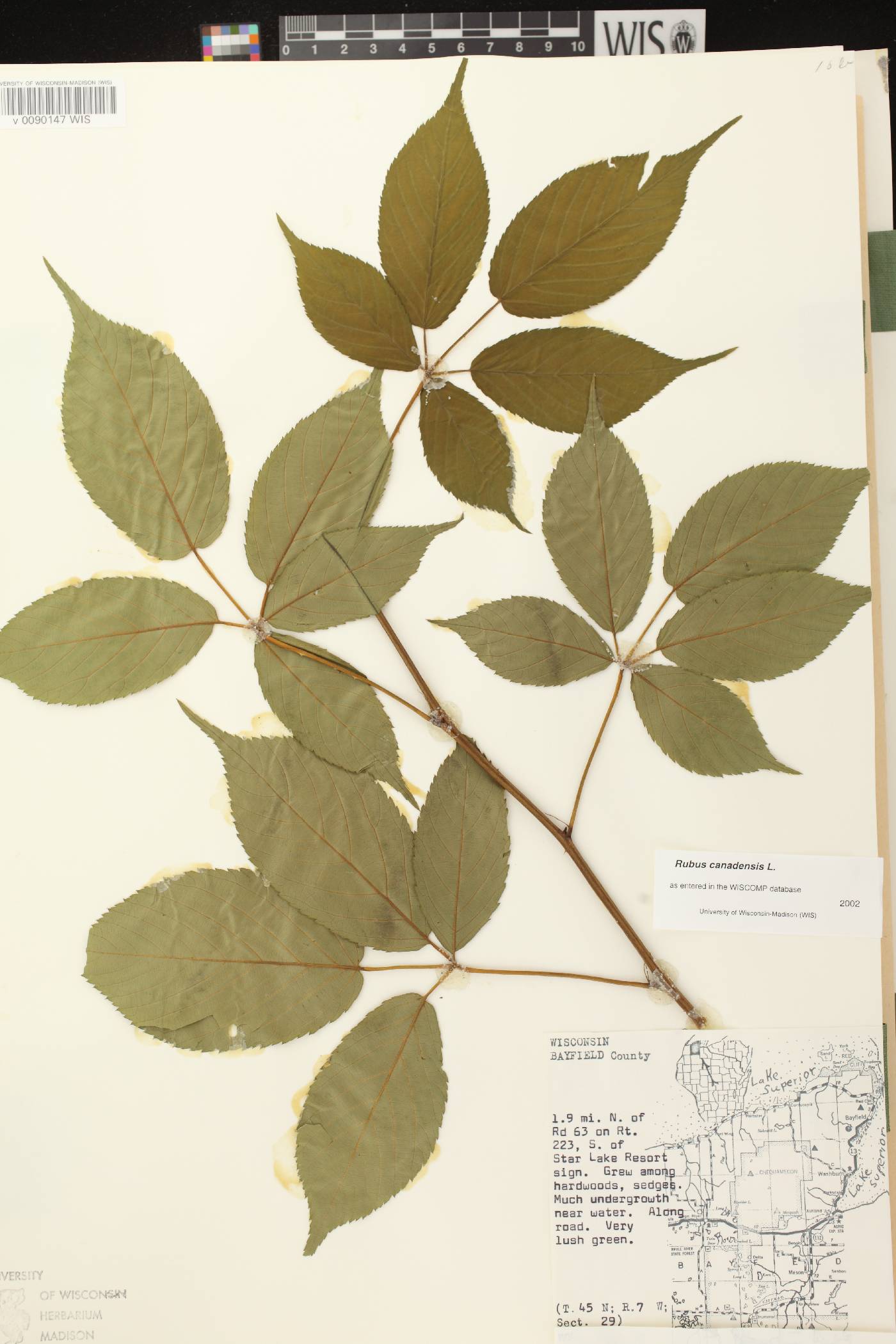 Rubus canadensis image
