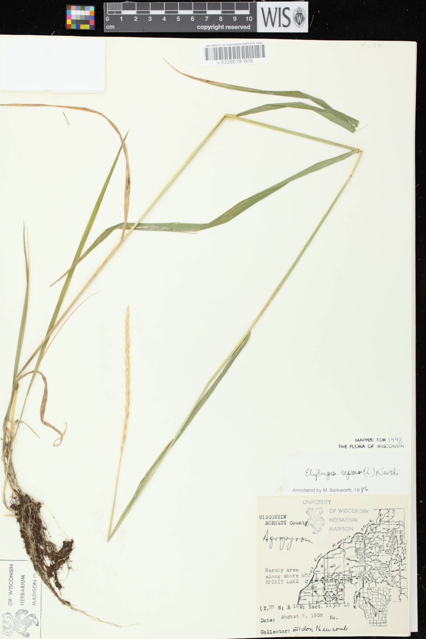 Elymus repens image