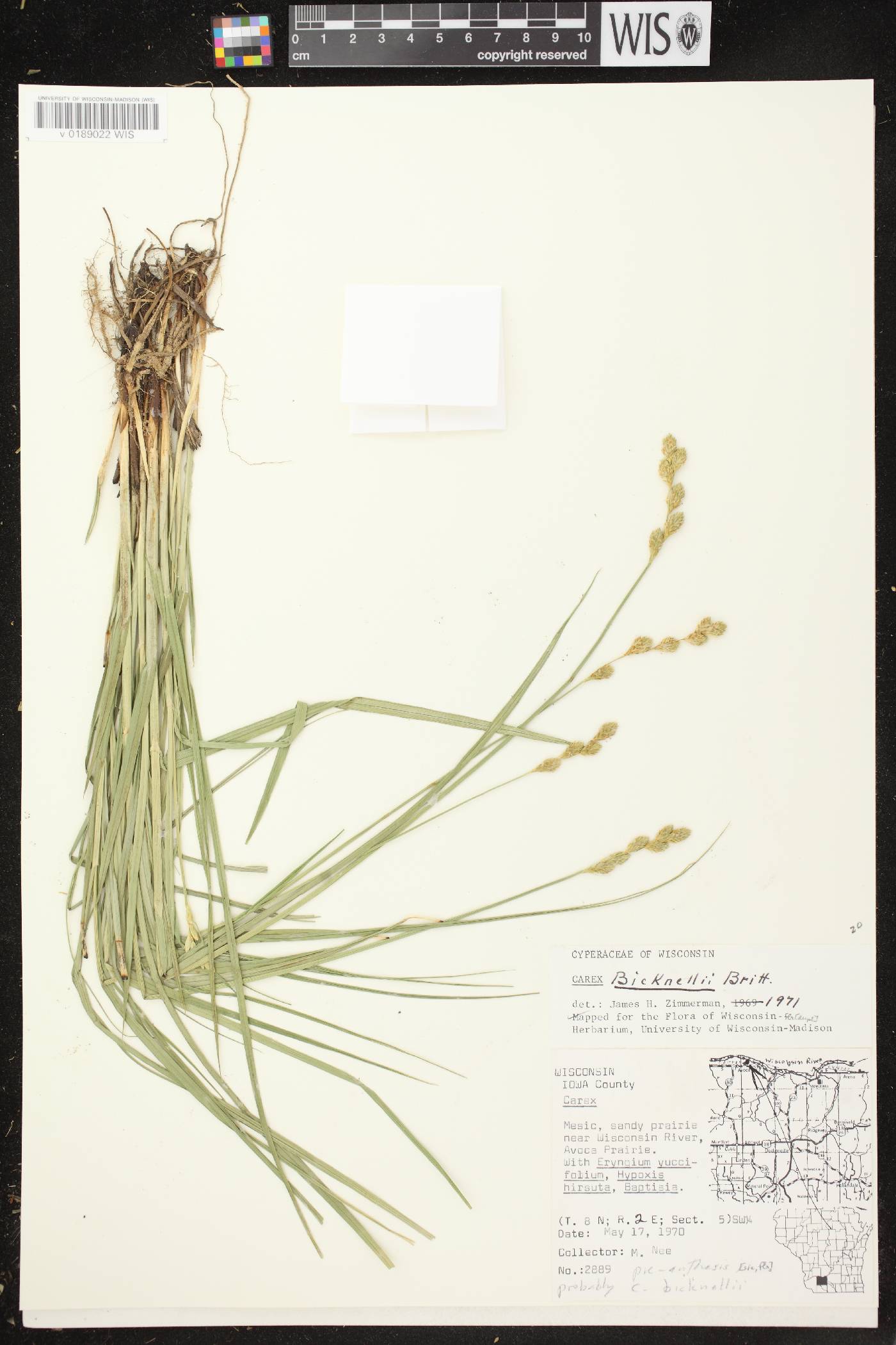 Carex bicknellii image